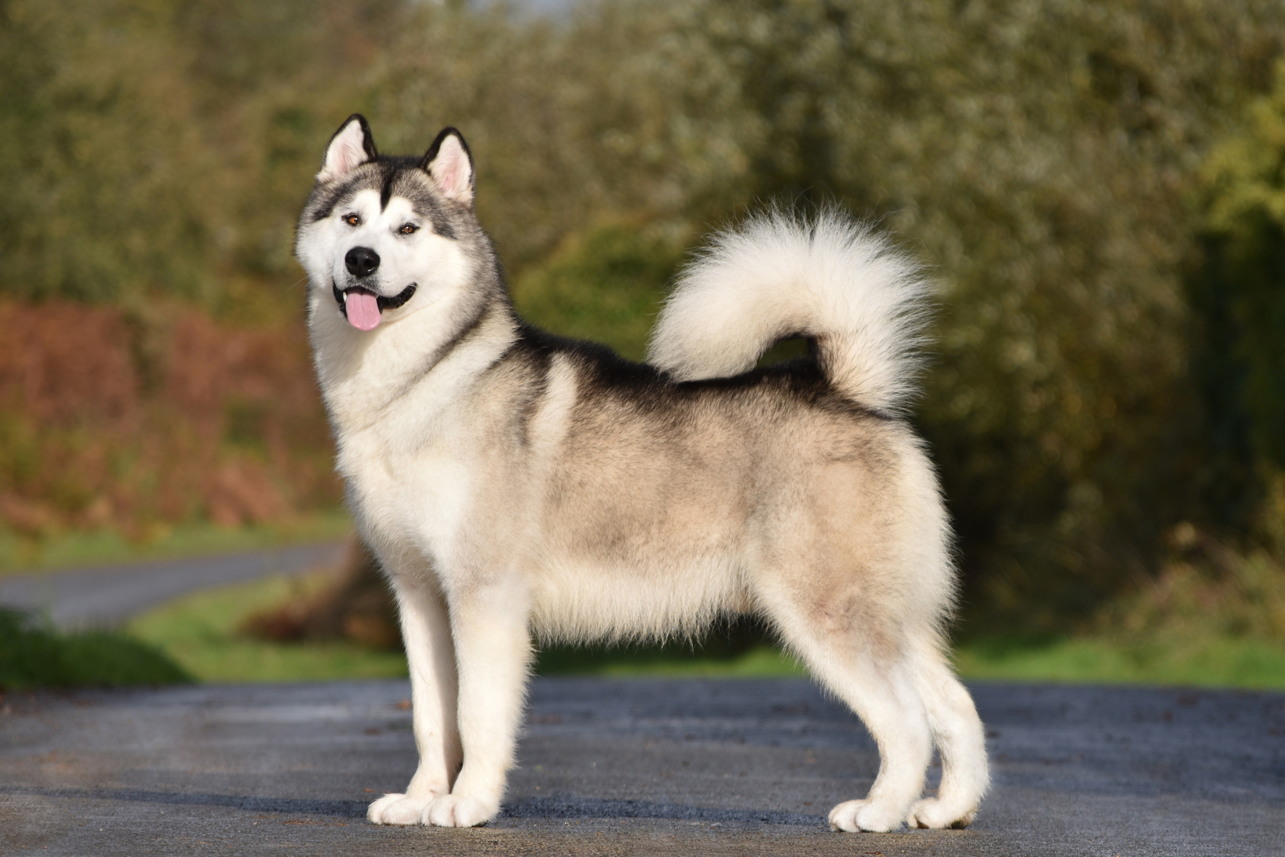 AVENTURAS EN ALASKA A SPARK IN THE DARK. AVENTURAS EN ALASKA — питомник Аляскинских маламутов в Украине