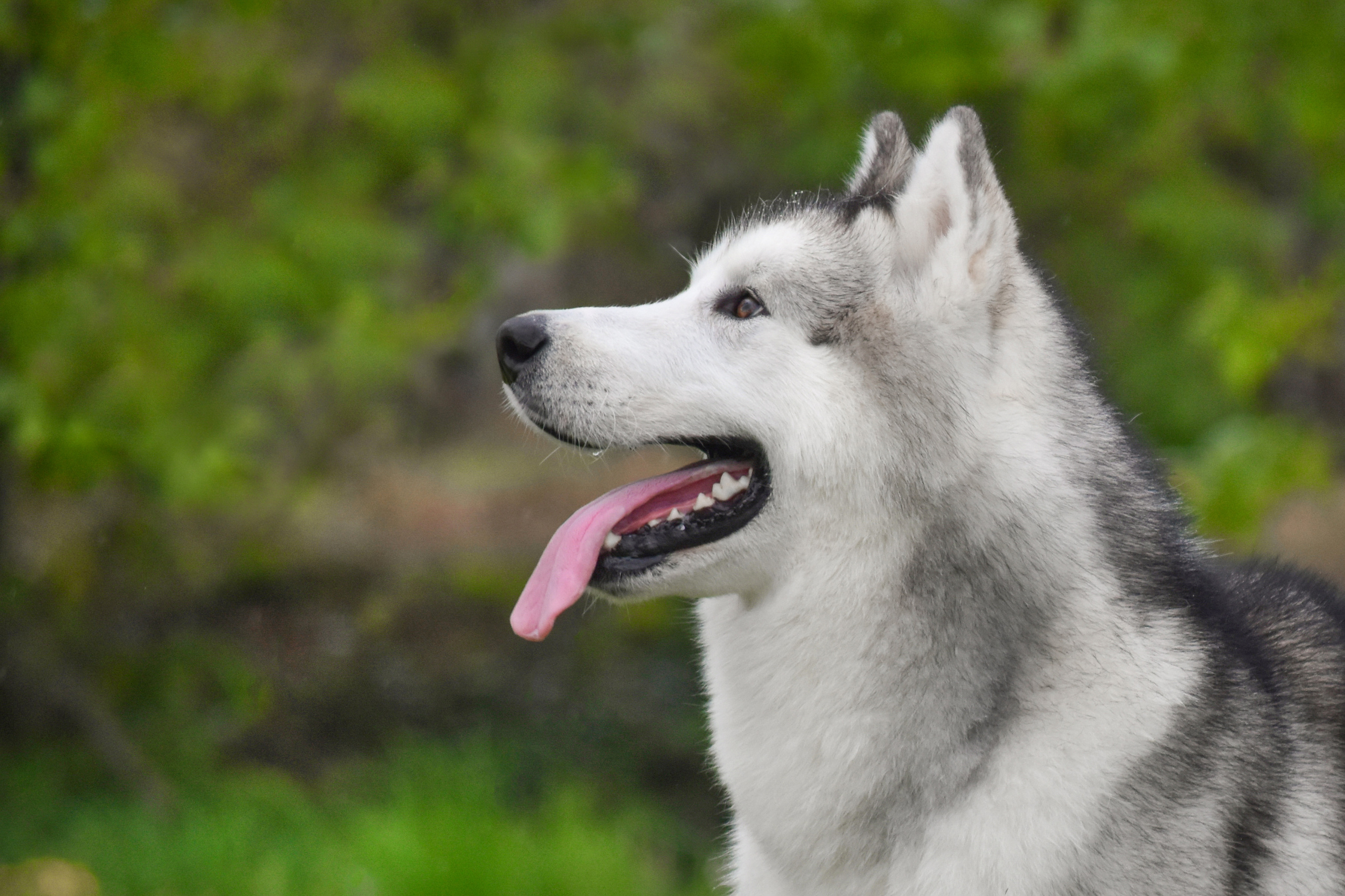 AVENTURAS EN ALASKA READY STADY GO. AVENTURAS EN ALASKA — питомник Аляскинских маламутов в Украине