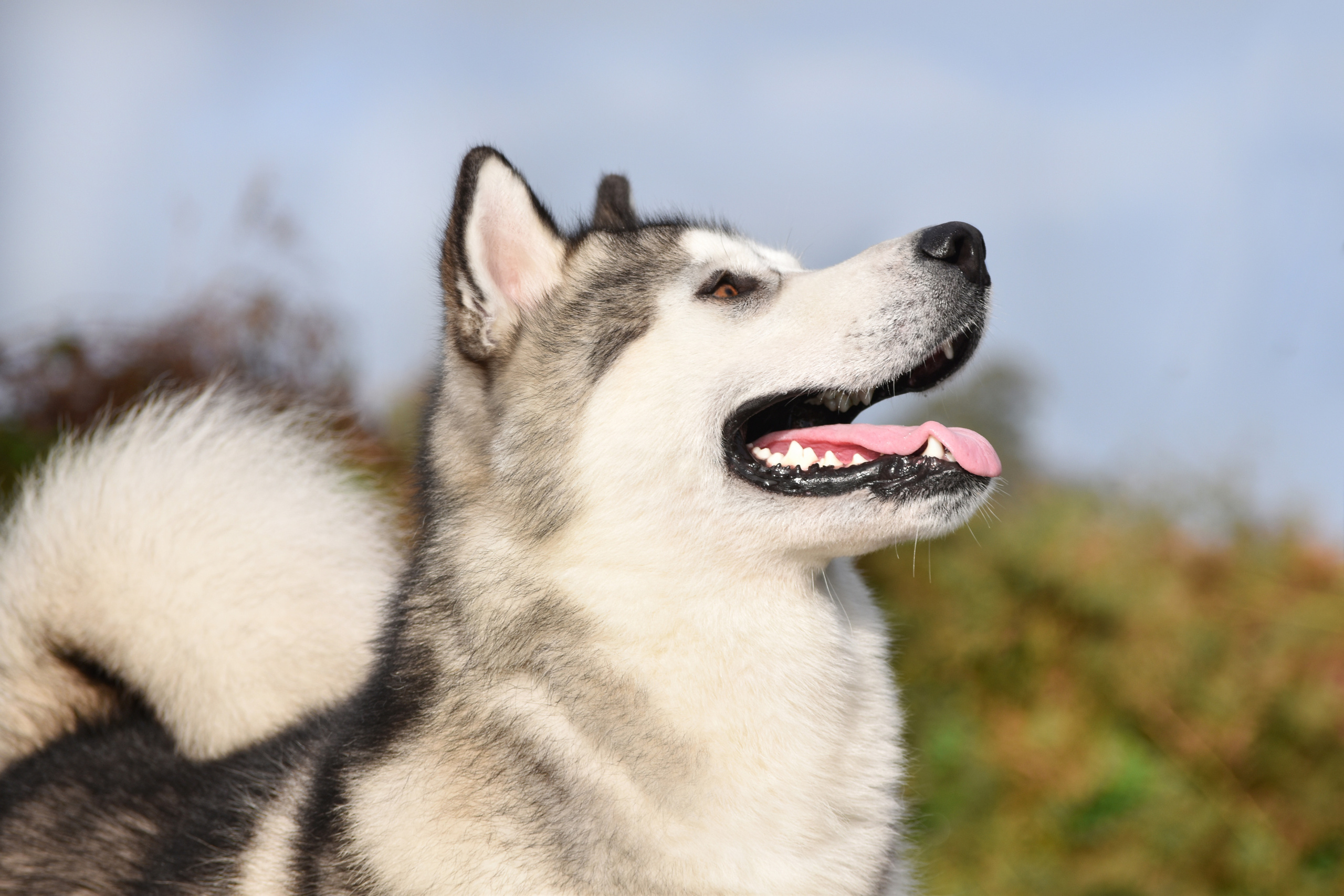 AVENTURAS EN ALASKA A SPARK IN THE DARK. AVENTURAS EN ALASKA — питомник Аляскинских маламутов в Украине