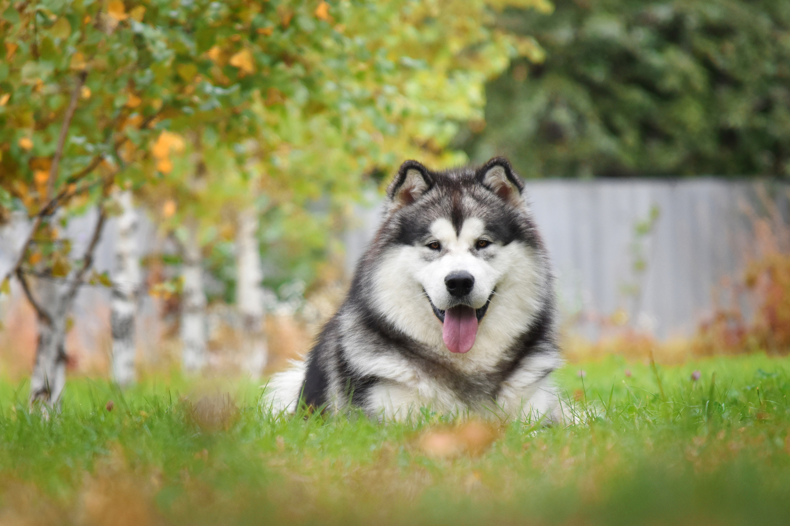 AVENTURAS EN ALASKA ICE STORM. AVENTURAS EN ALASKA — питомник Аляскинских маламутов в Украине