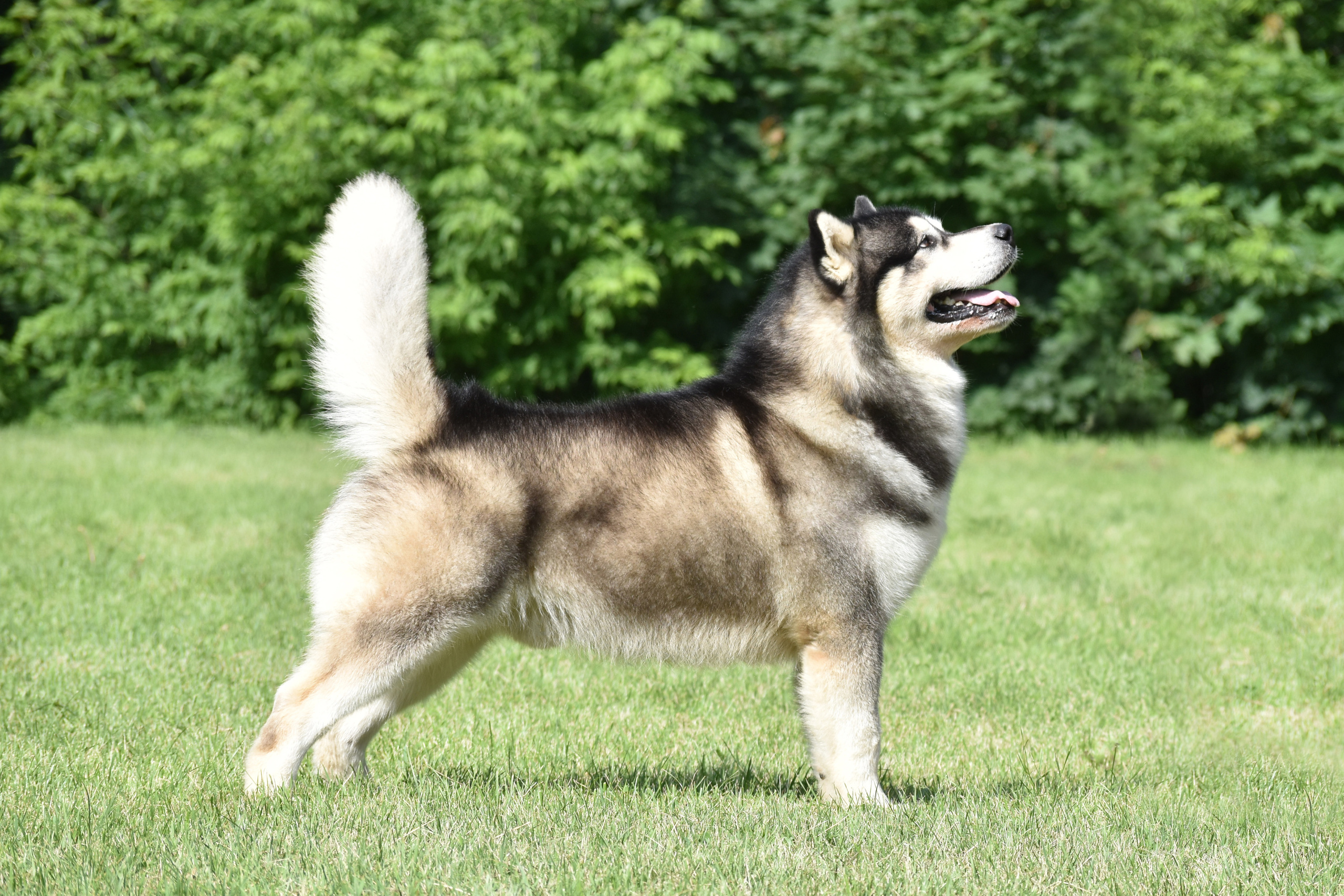 LUBIM OT FILIPPOVOY. AVENTURAS EN ALASKA — kennel of Alaskan Malamutes in Ukraine