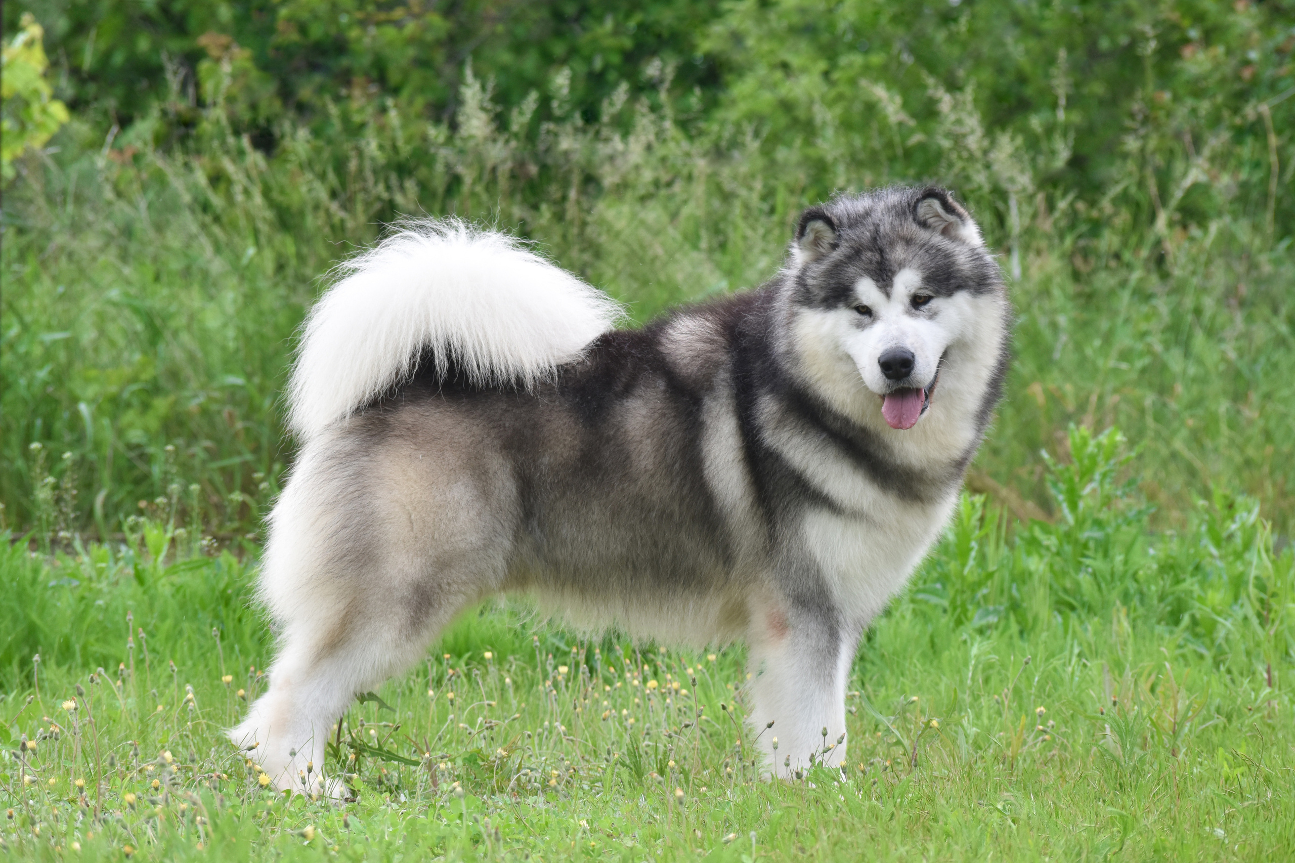 AVENTURAS EN ALASKA ICE STORM. AVENTURAS EN ALASKA — питомник Аляскинских маламутов в Украине