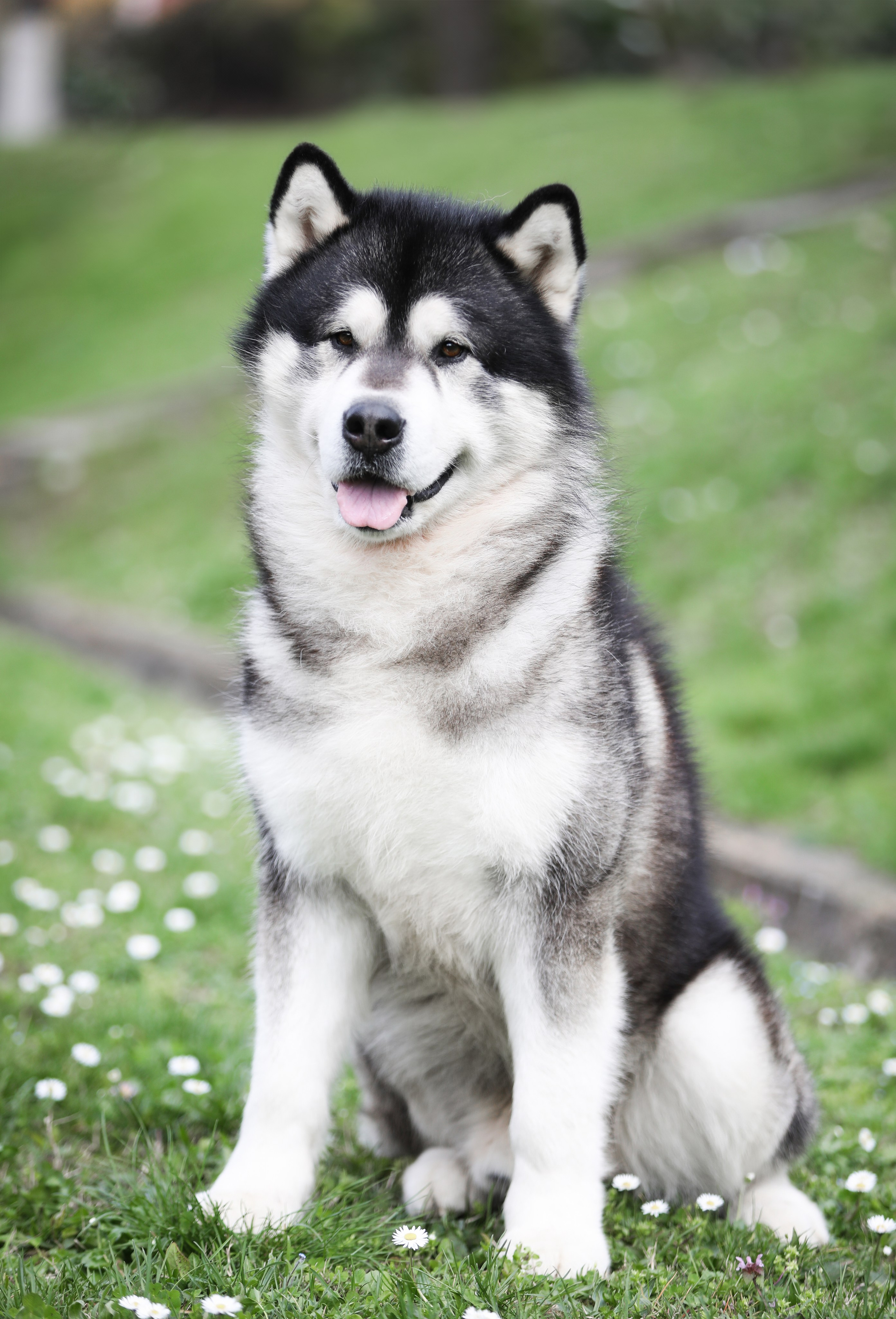 LUBIM OT FILIPPOVOY. AVENTURAS EN ALASKA — kennel of Alaskan Malamutes in Ukraine