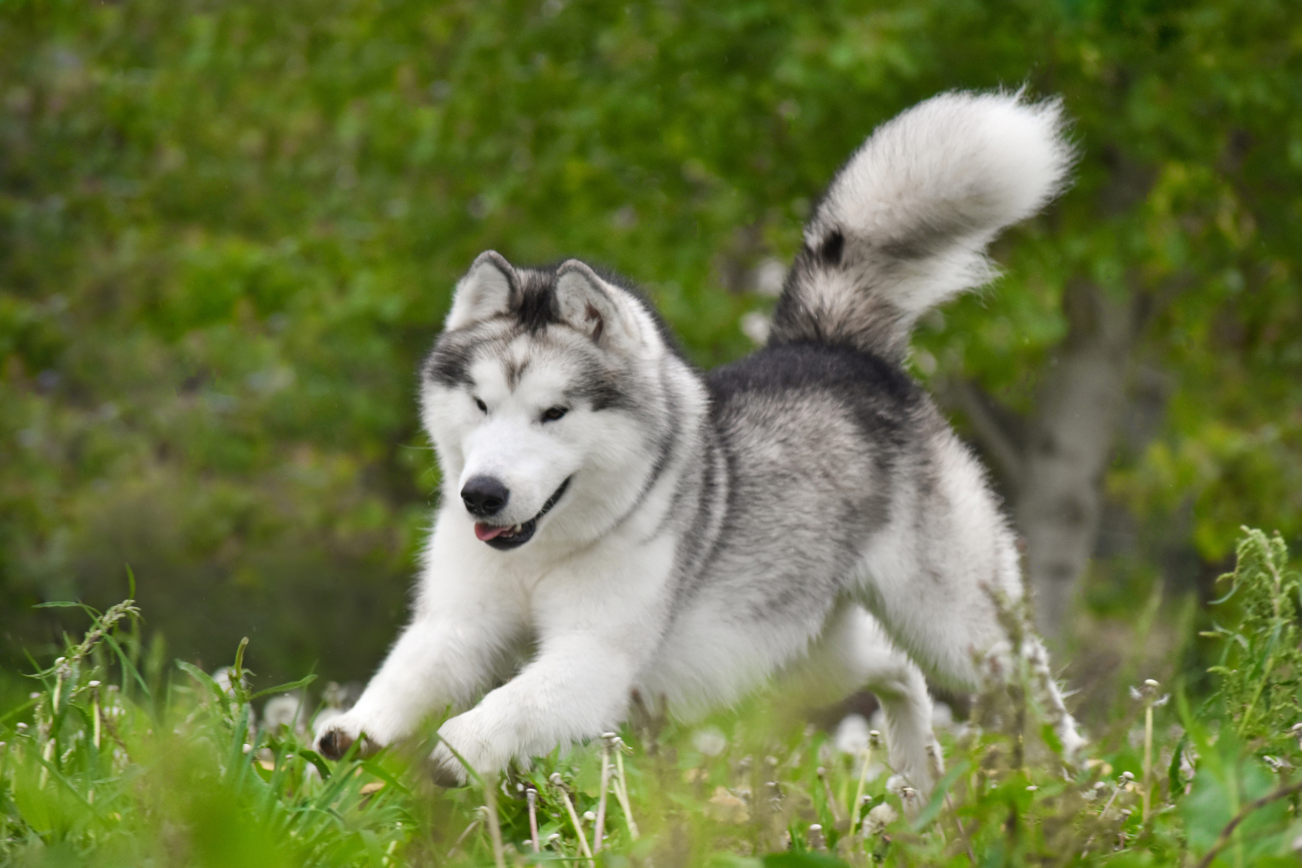 AVENTURAS EN ALASKA READY STADY GO. AVENTURAS EN ALASKA — питомник Аляскинских маламутов в Украине