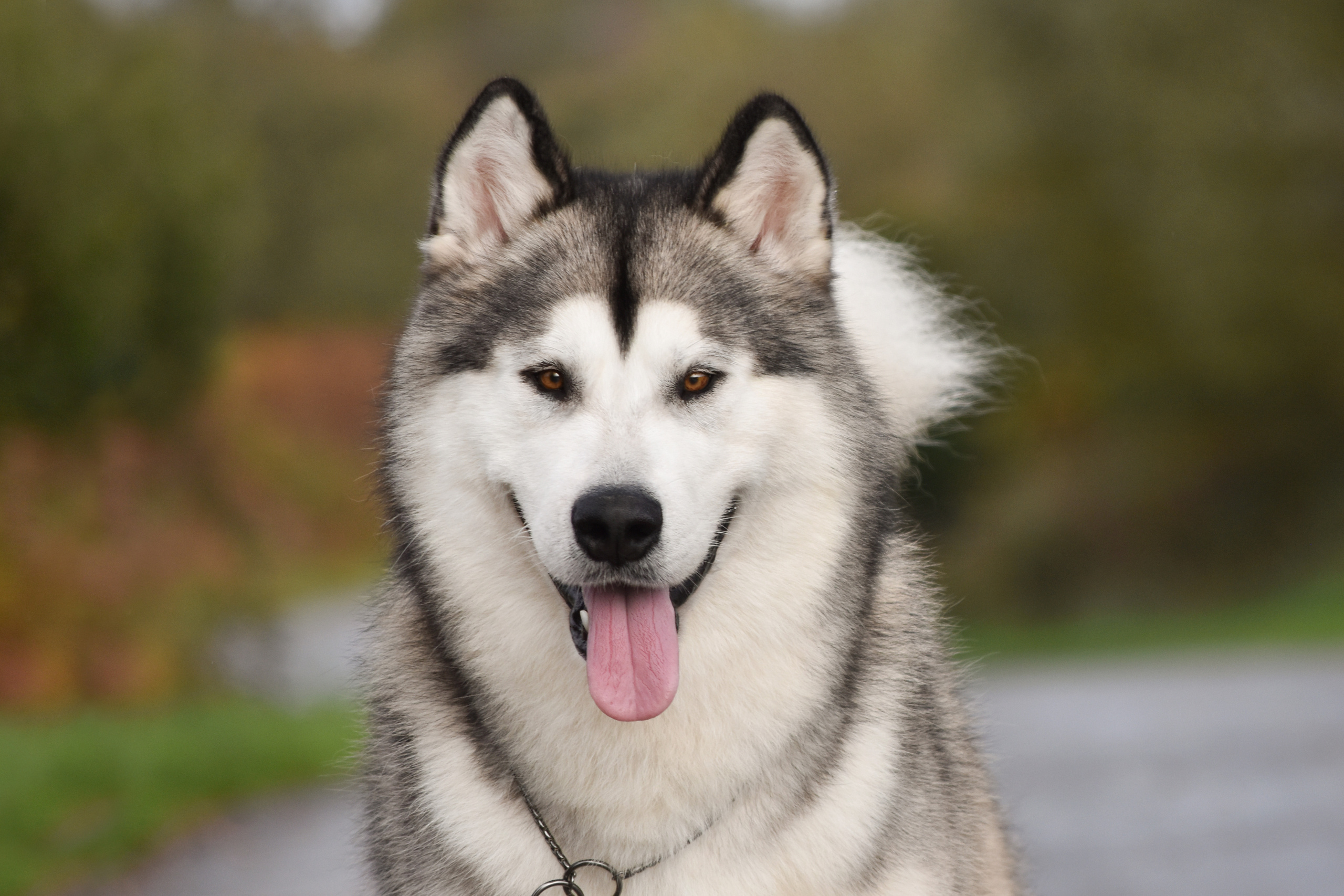 AVENTURAS EN ALASKA A SPARK IN THE DARK. AVENTURAS EN ALASKA — питомник Аляскинских маламутов в Украине