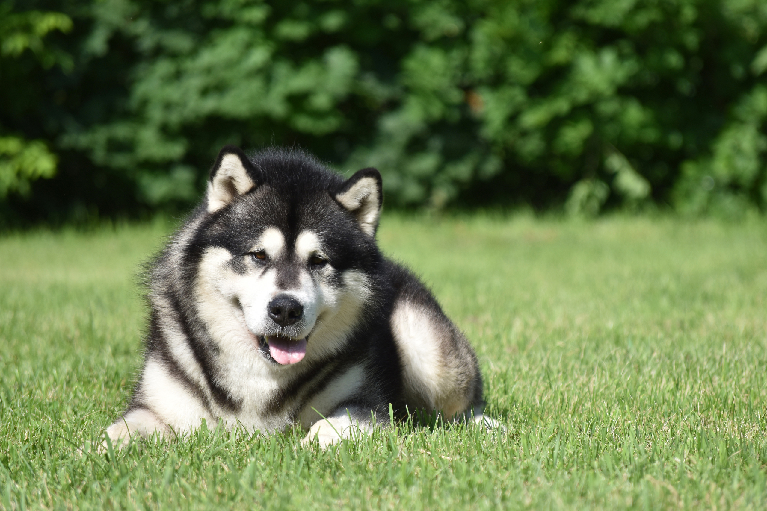 LUBIM OT FILIPPOVOY. AVENTURAS EN ALASKA — kennel of Alaskan Malamutes in Ukraine