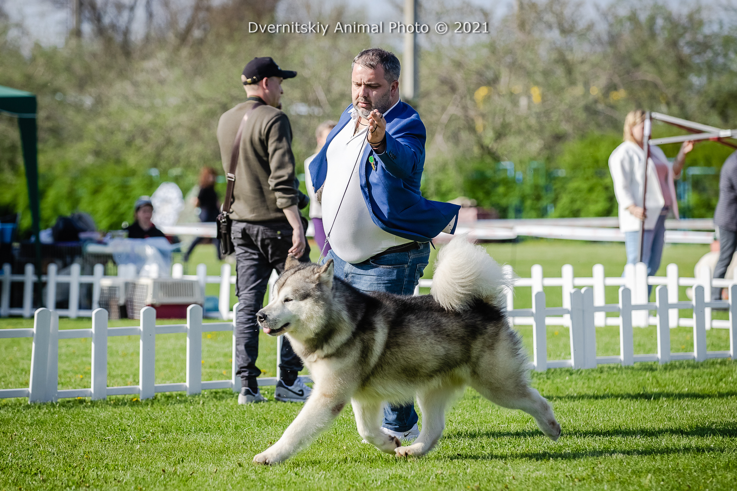 AVENTURAS EN ALASKA DEAR TEDDY BEAR. AVENTURAS EN ALASKA — kennel of Alaskan Malamutes in Ukraine