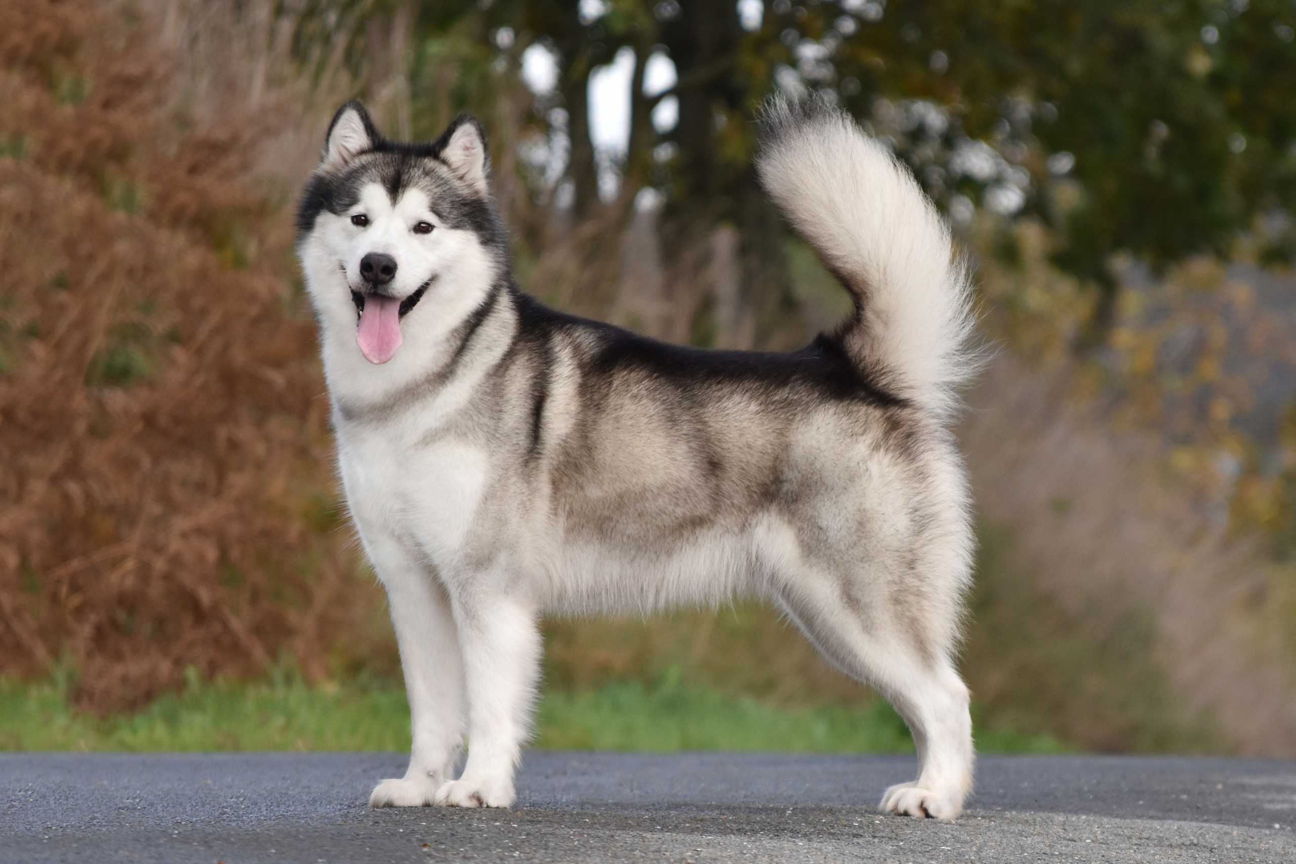 AVENTRAS EN ALASKA MON AMOUR. AVENTURAS EN ALASKA — питомник Аляскинских маламутов в Украине