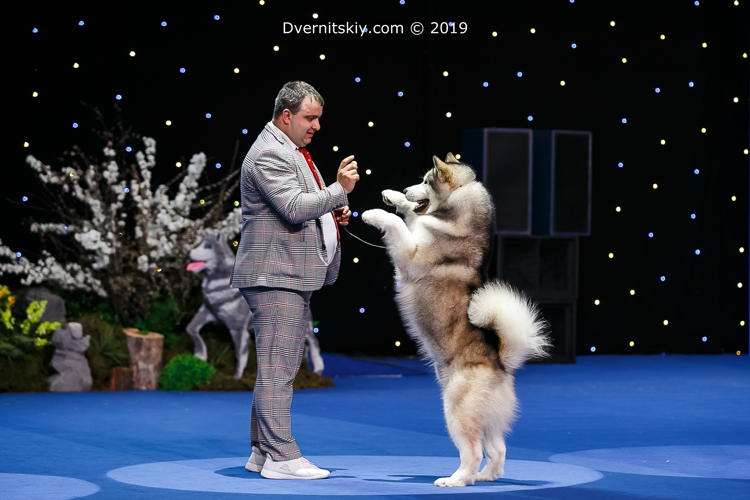 AVENTURAS EN ALASKA DEAR TEDDY BEAR. AVENTURAS EN ALASKA — kennel of Alaskan Malamutes in Ukraine