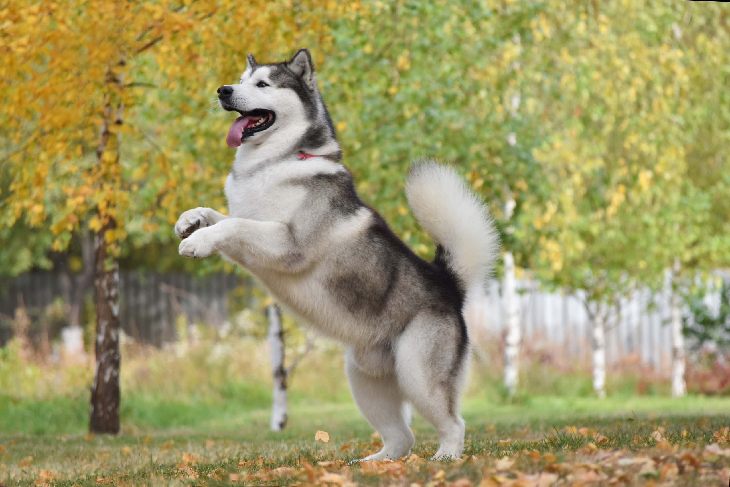 LIGHTMAN`S BEST VASILYEV OSTROV. AVENTURAS EN ALASKA — kennel of Alaskan Malamutes in Ukraine