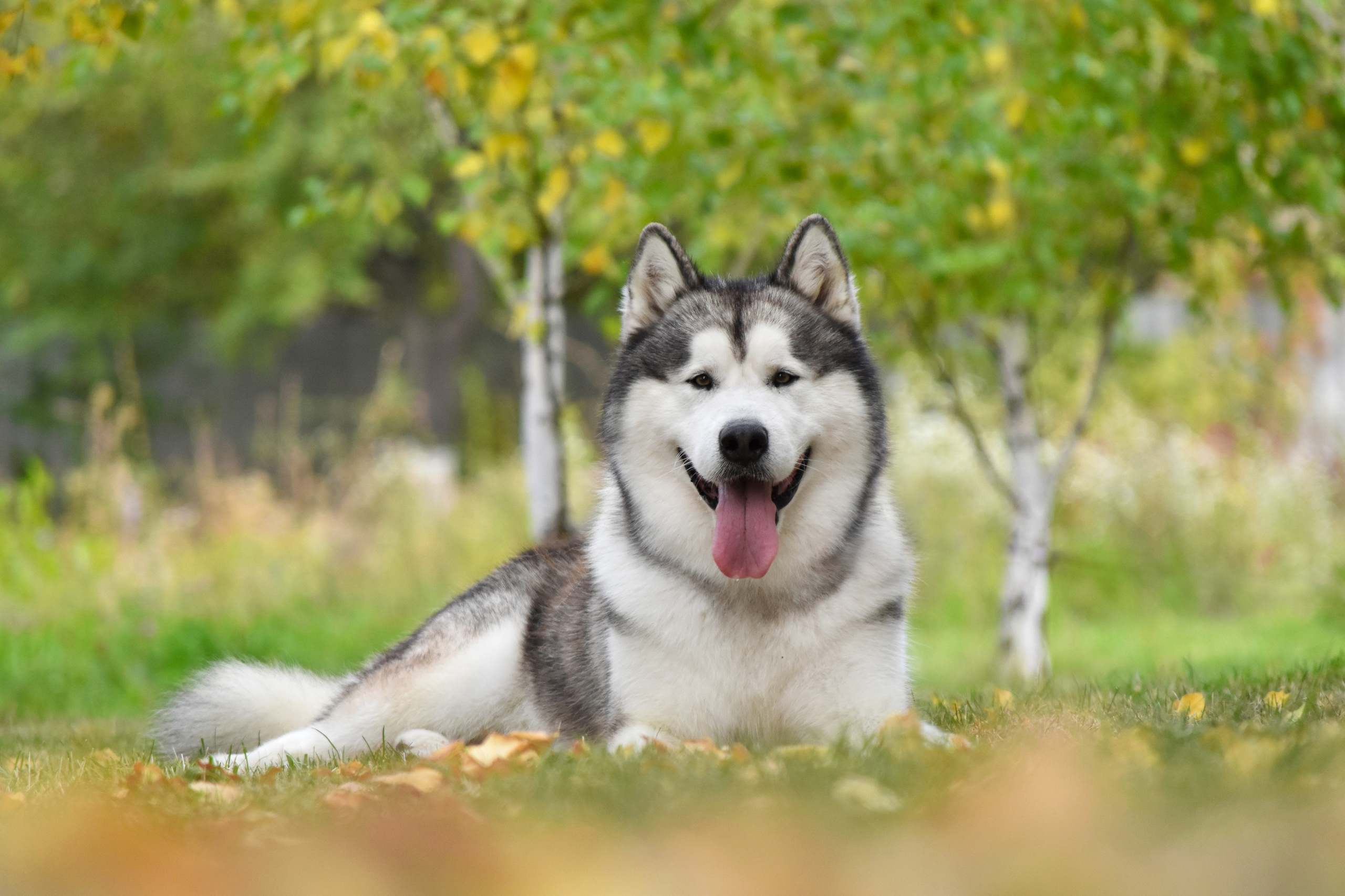 LIGHTMAN`S BEST VASILYEV OSTROV. AVENTURAS EN ALASKA — kennel of Alaskan Malamutes in Ukraine