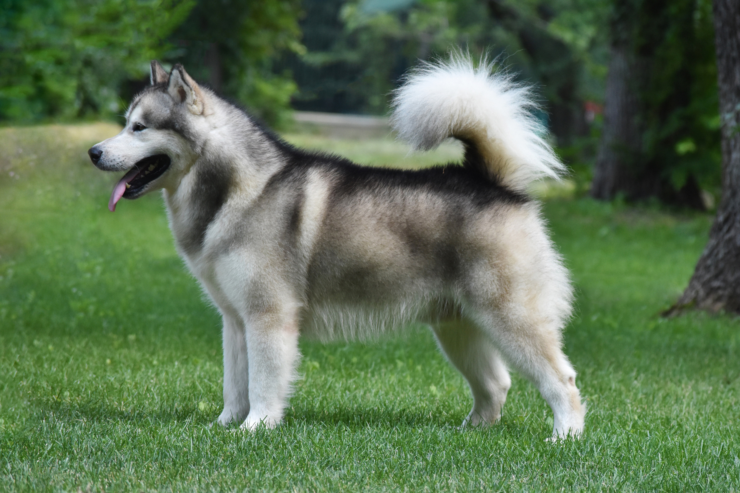 AVENTURAS EN ALASKA DEAR TEDDY BEAR. AVENTURAS EN ALASKA — kennel of Alaskan Malamutes in Ukraine