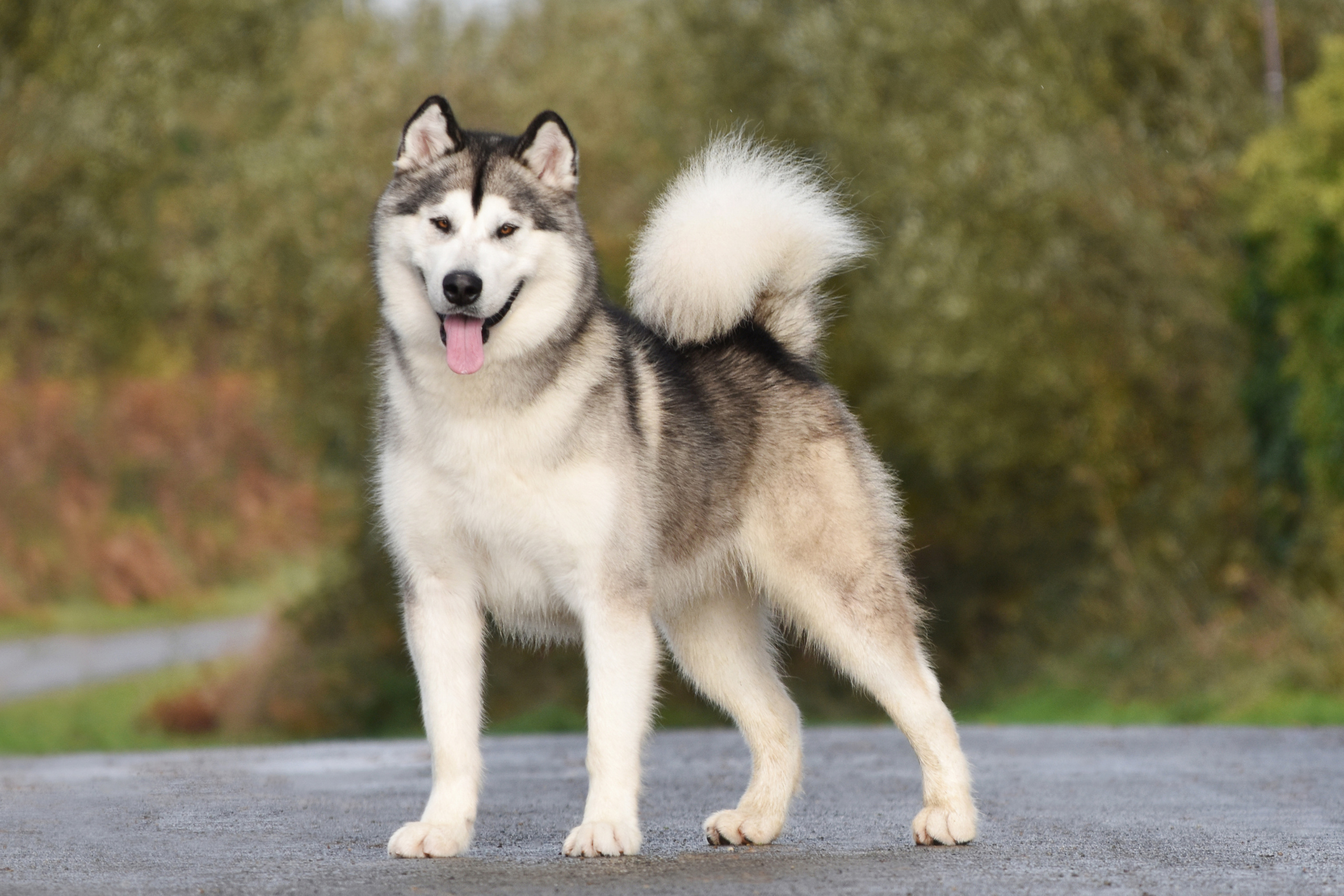 AVENTURAS EN ALASKA A SPARK IN THE DARK. AVENTURAS EN ALASKA — питомник Аляскинских маламутов в Украине