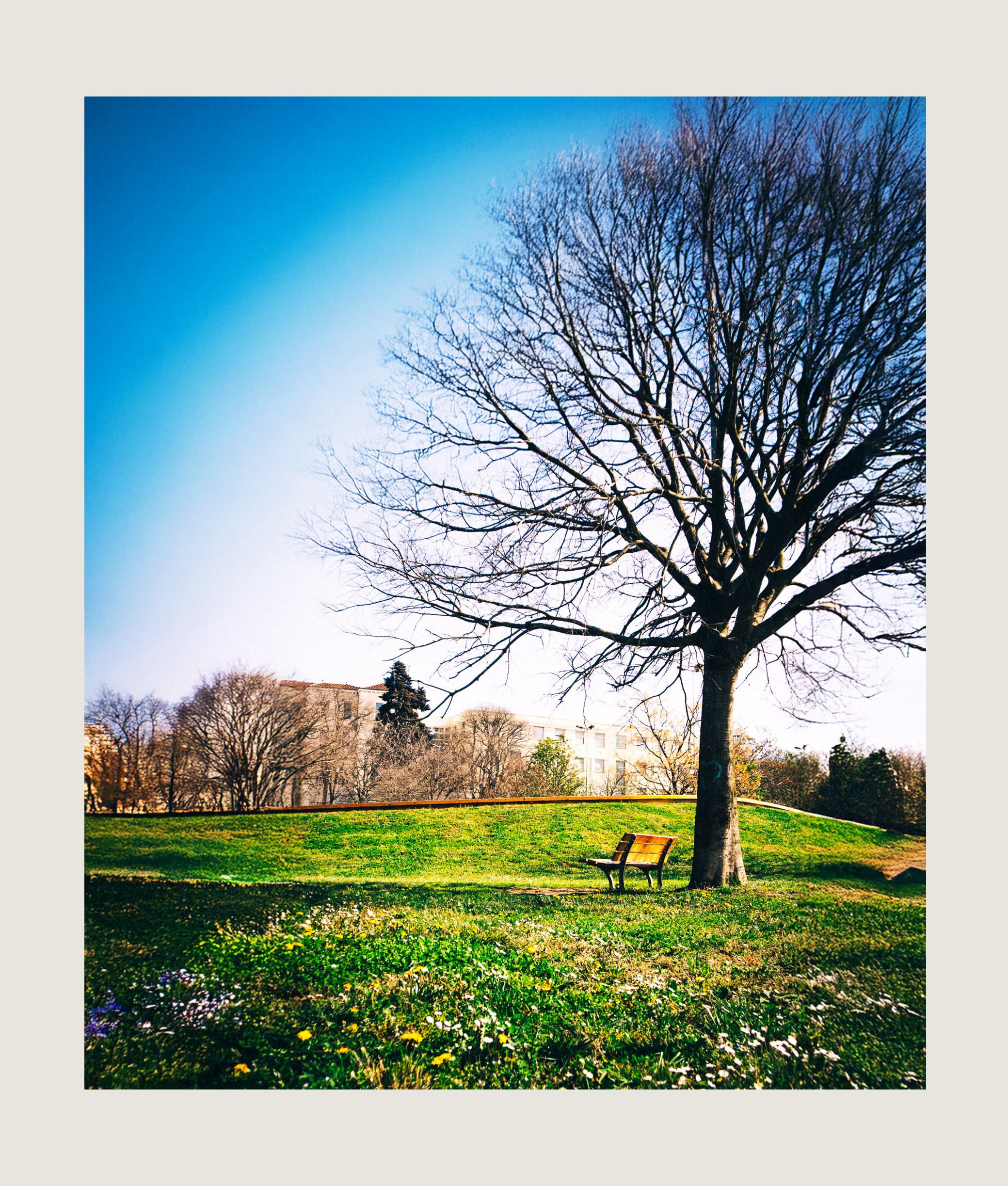 Un arbre solitaire dans un parc de Bourg-lès-Valence sous la lumière matinale