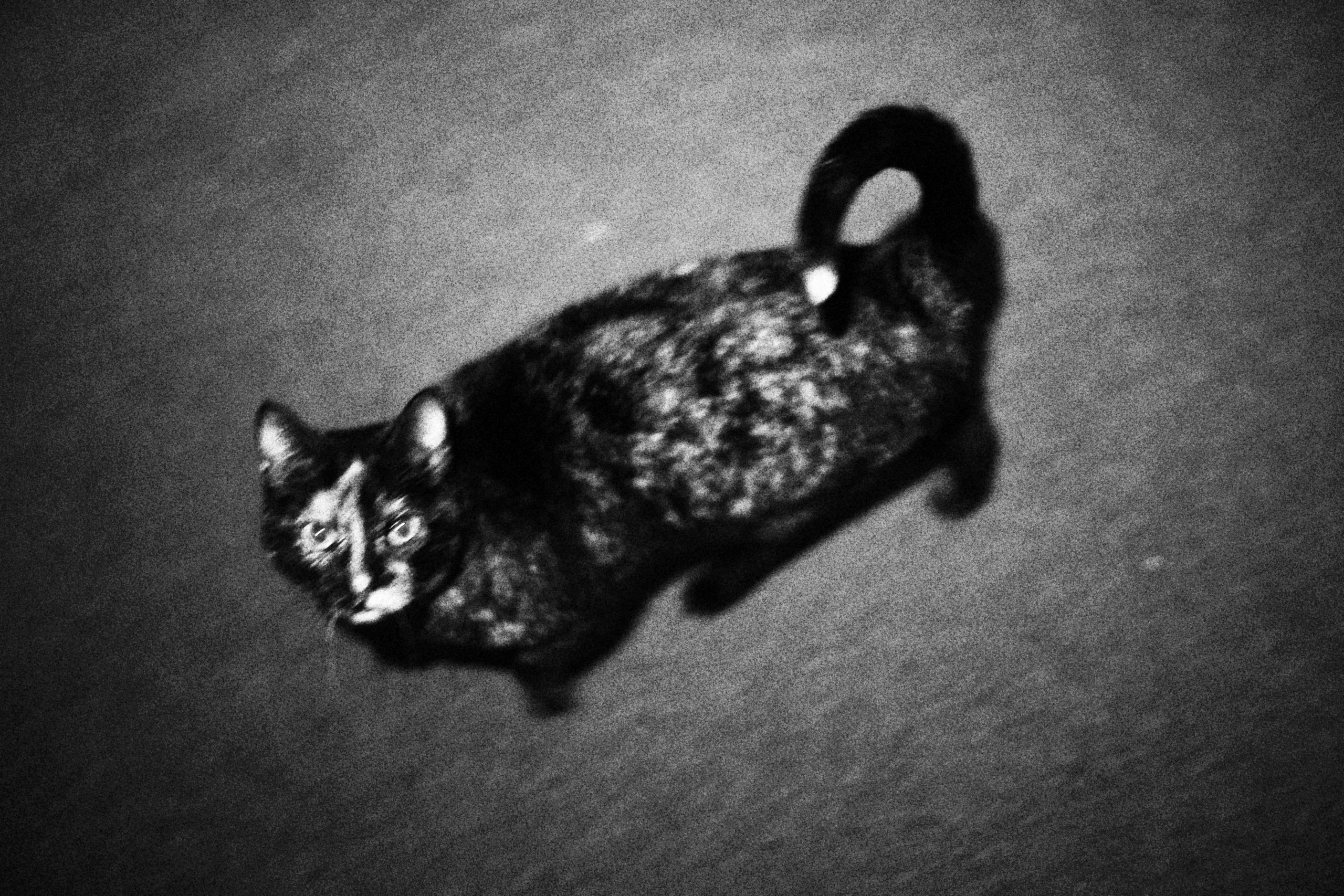 Sherkin Island at night. Sergey Kior