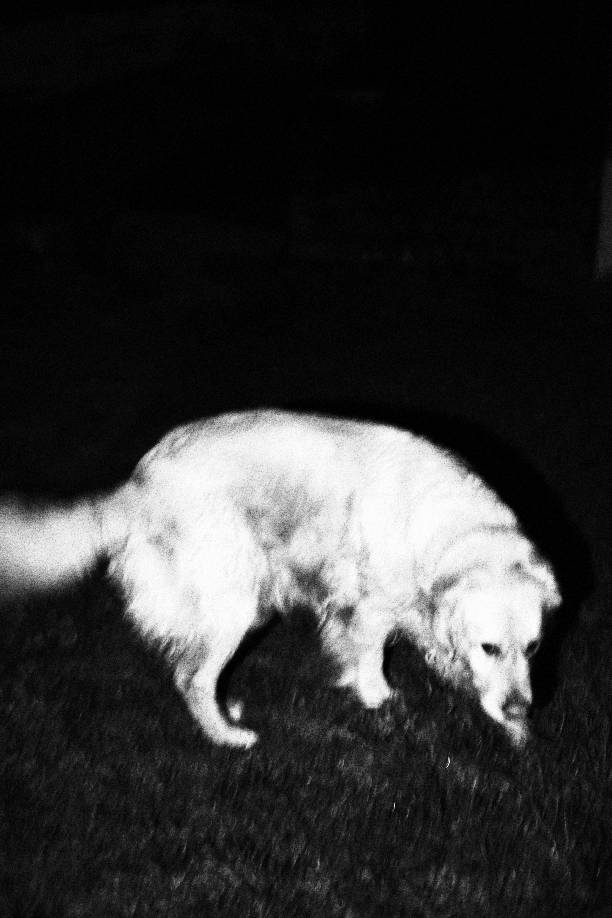 Sherkin Island at night. Sergey Kior