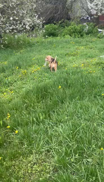 Шайн. Розплідник біглей в Україні