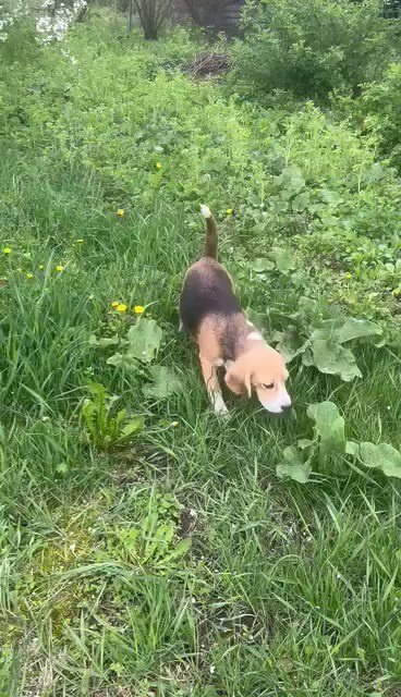 Шайн. Розплідник біглей в Україні