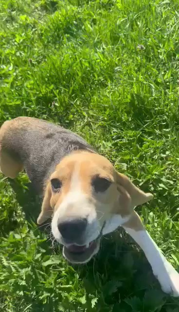 Шайн. Розплідник біглей в Україні