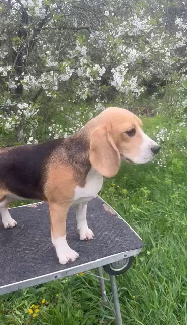 Шайн. Розплідник біглей в Україні