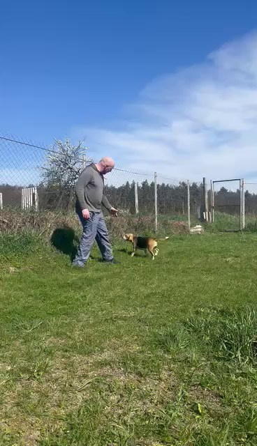 Шайн. Розплідник біглей в Україні