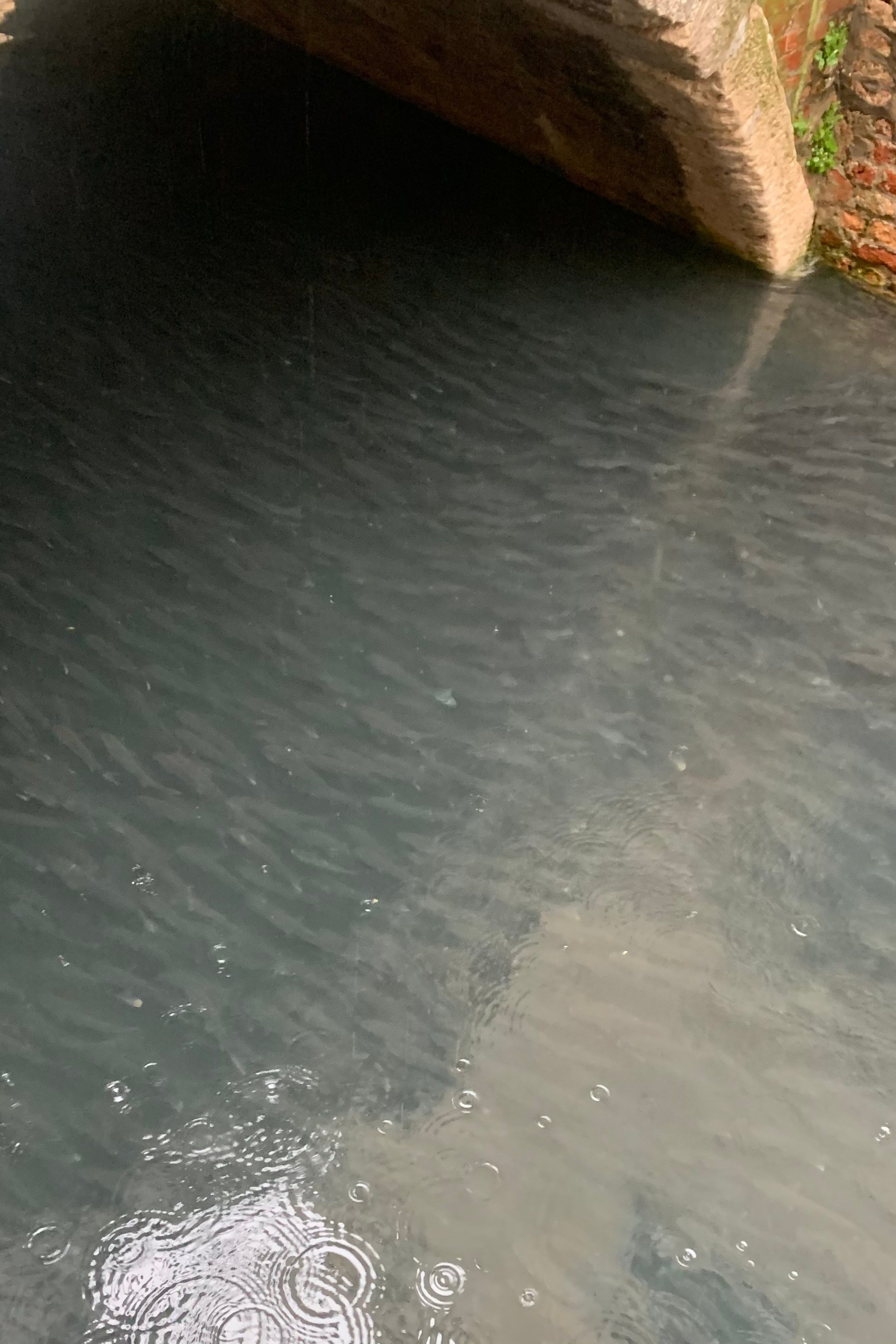 The Entrance. Nadia Kuprina. Artist