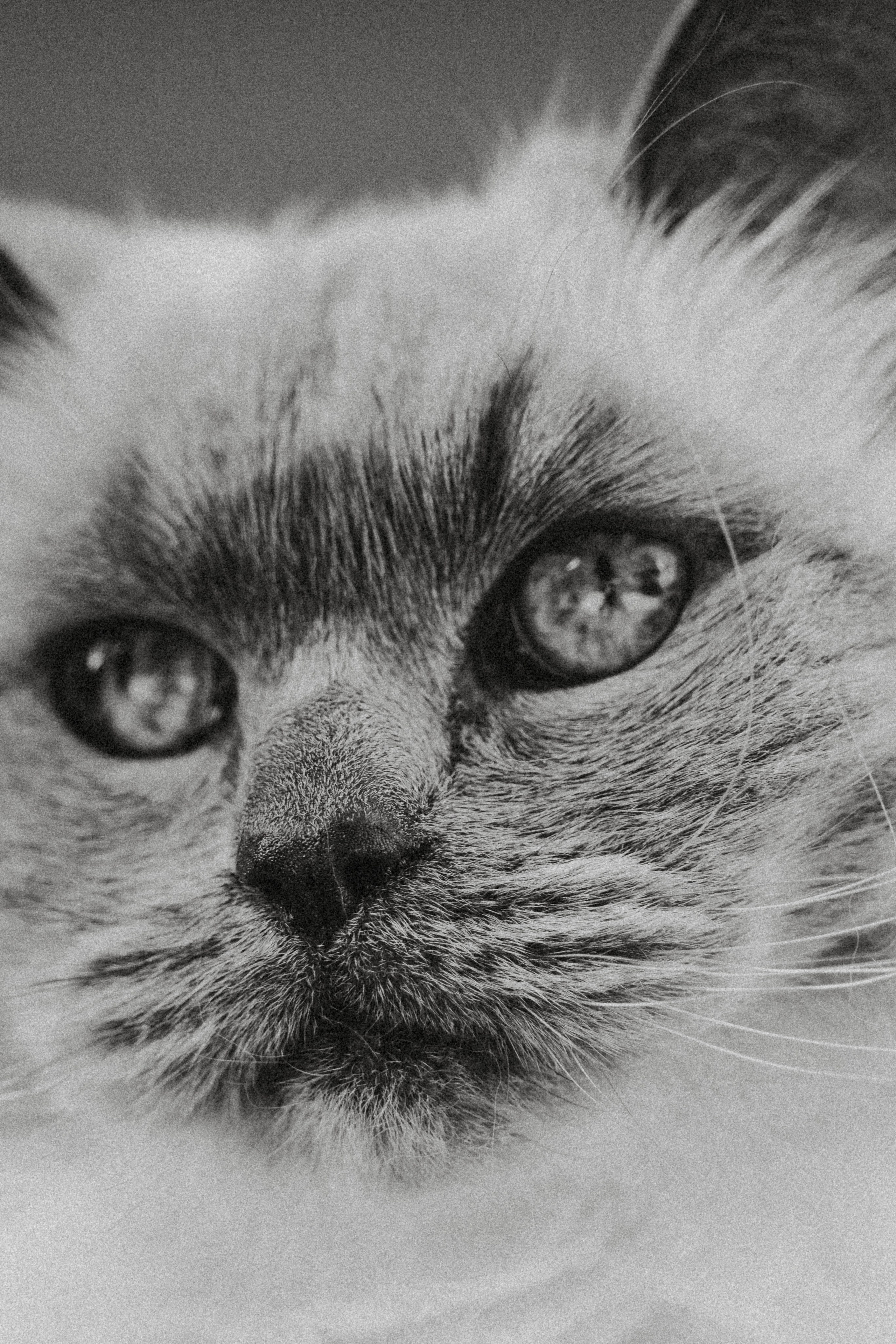 Photo projects shoot by Irina Zoteeva. Creative Family, Brand, Boudoir and Wedding Photographer in Solihull & Birmingham Irina Zoteeva