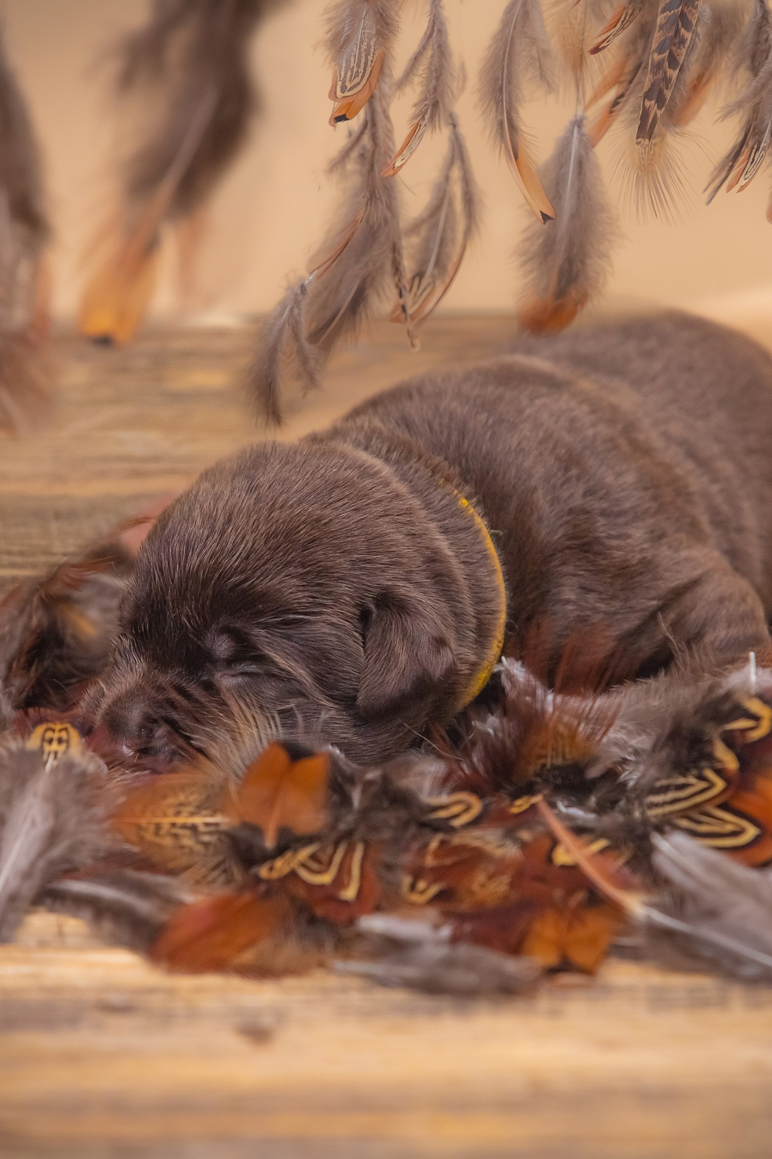 Все про лабрадорів. Цуценята лабрадор ретривера, Дніпро, Україна