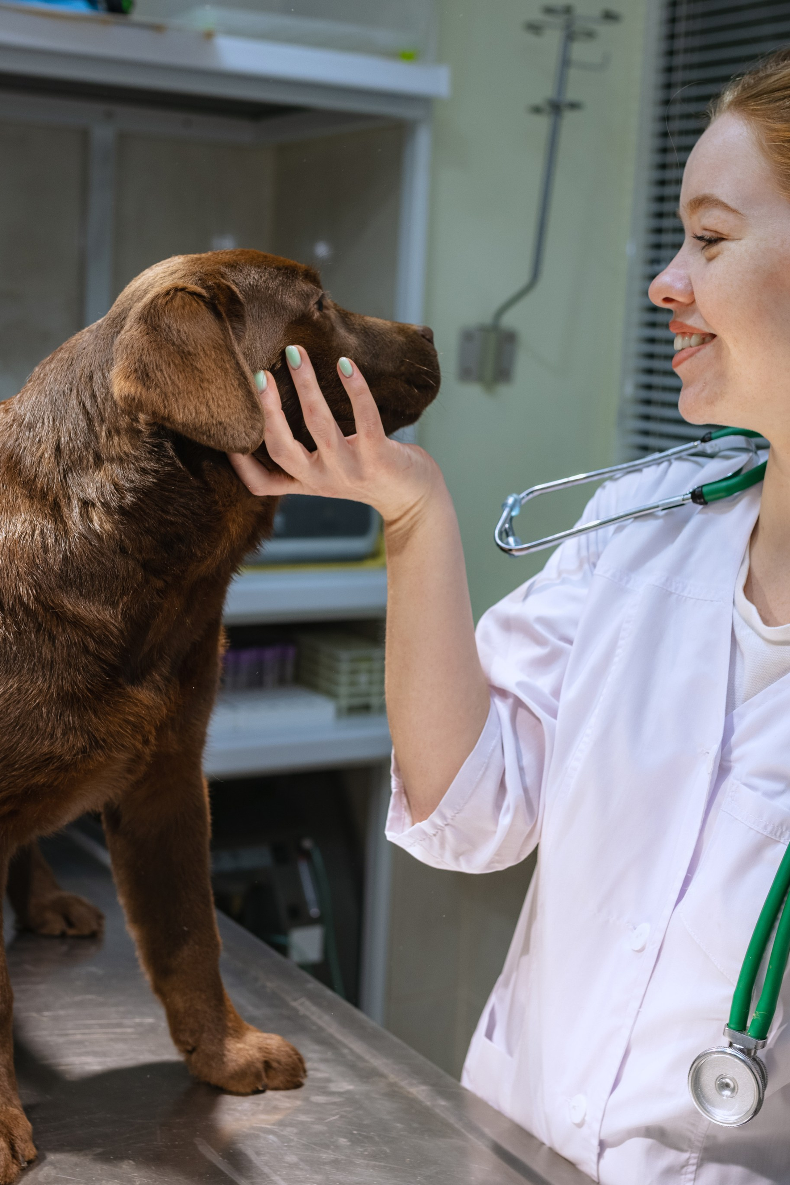 Все про лабрадорів. Цуценята лабрадор ретривера, Дніпро, Україна