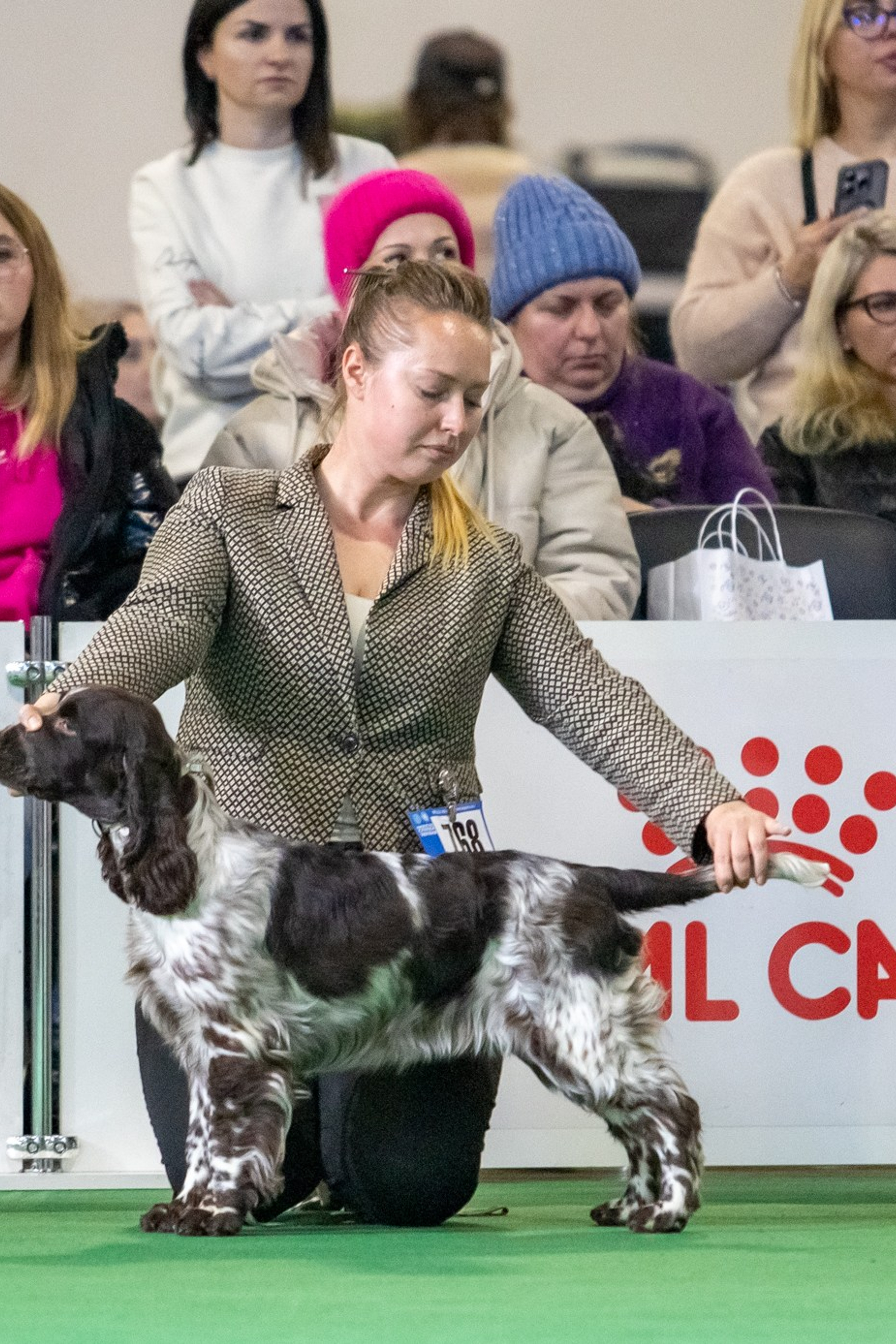 English Springer Spaniel show results WANDERLOVE JESSE JAMES. Website of the titled stud dog of the Springer Spaniel breed