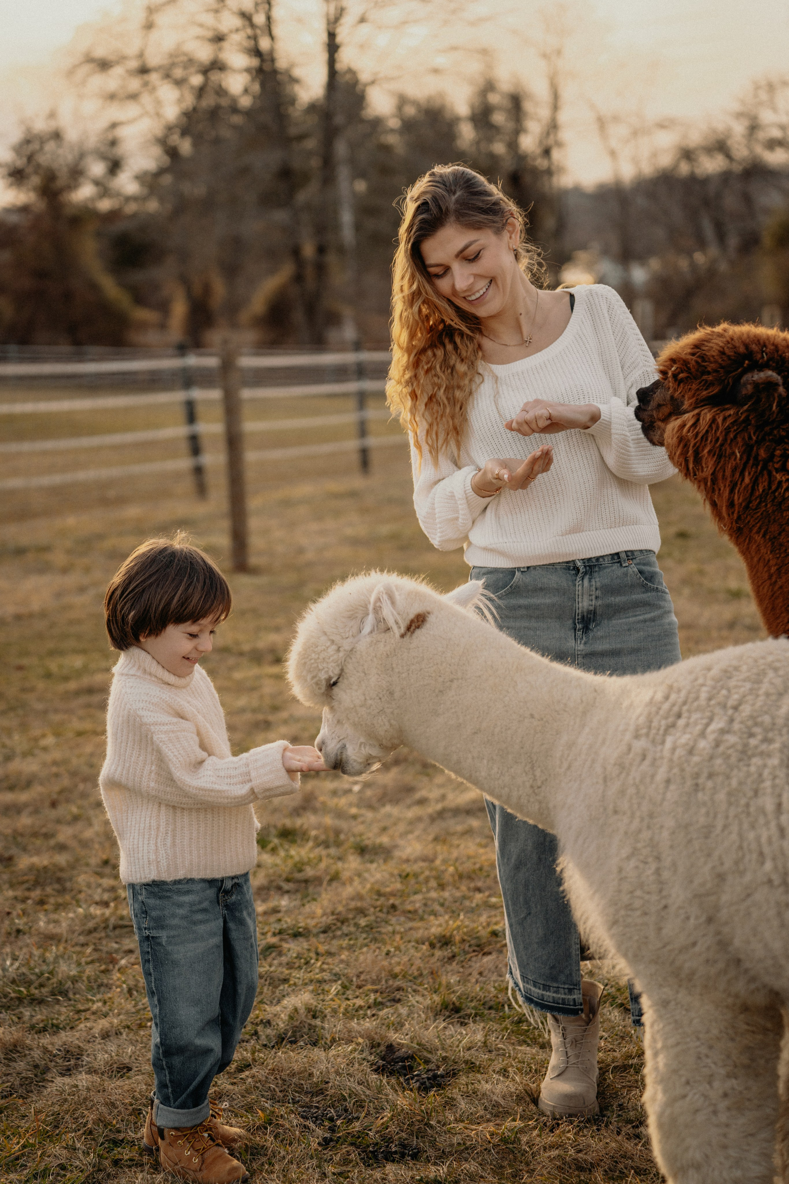 Olga&Damir. Alpaca farm