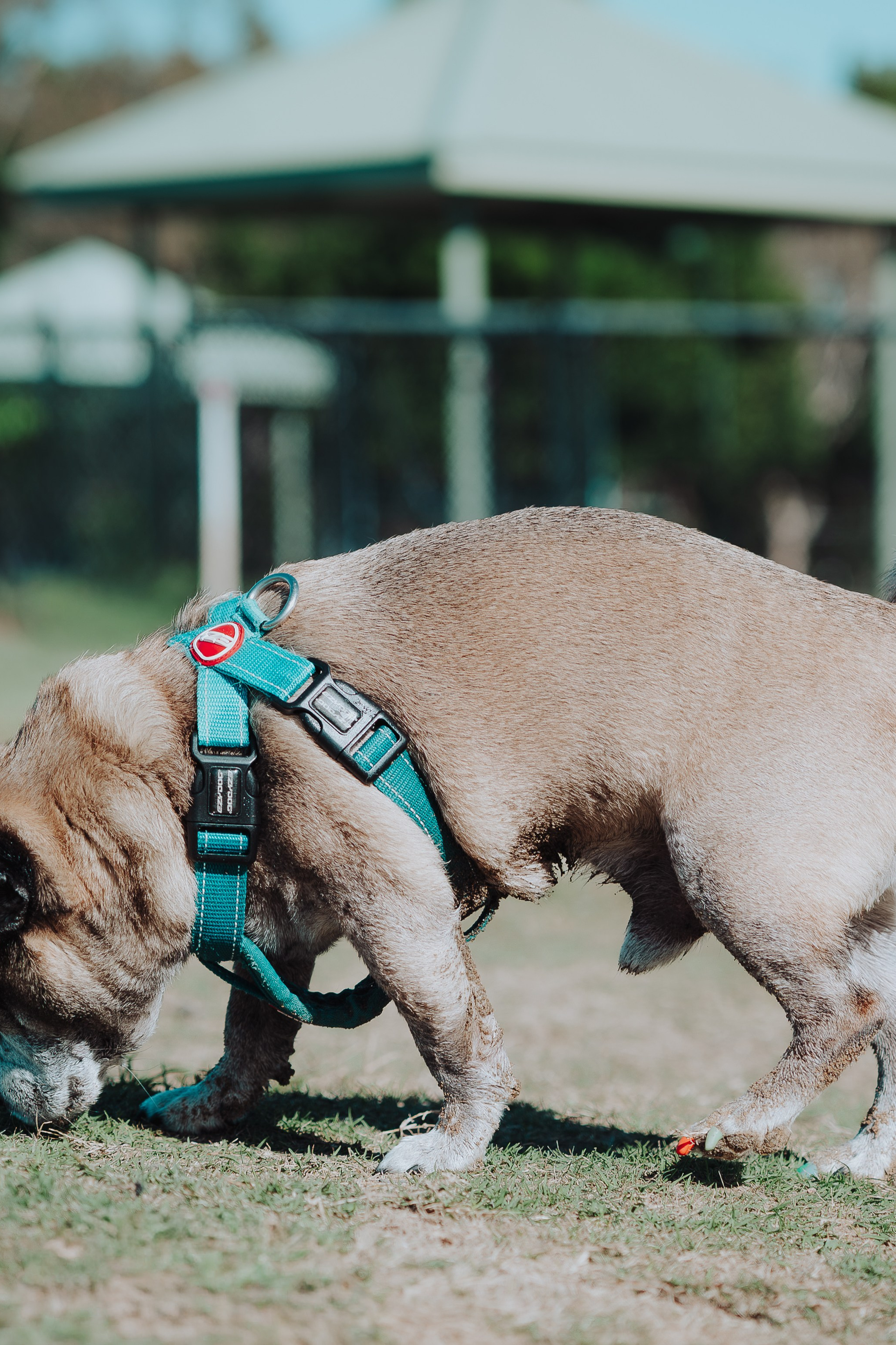 Day by Day. JS Photoshoot | Family, Events & Pet Photographer in Brisbane