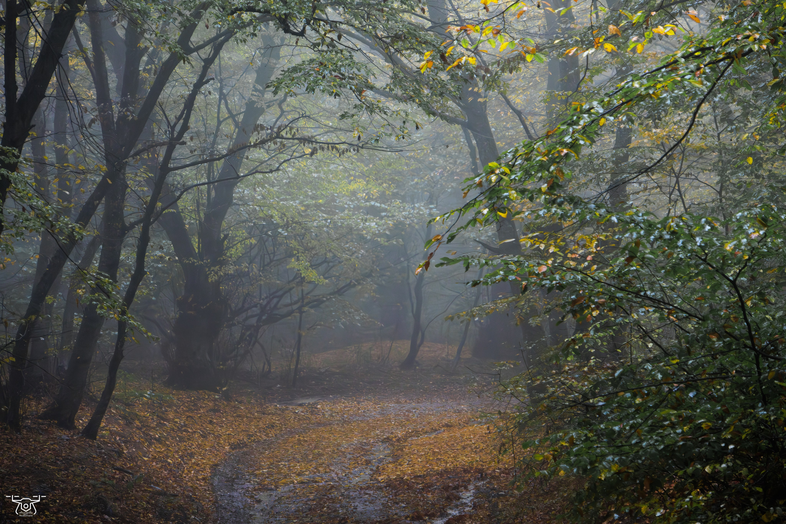 ფოტოამბები. FramefreeMan