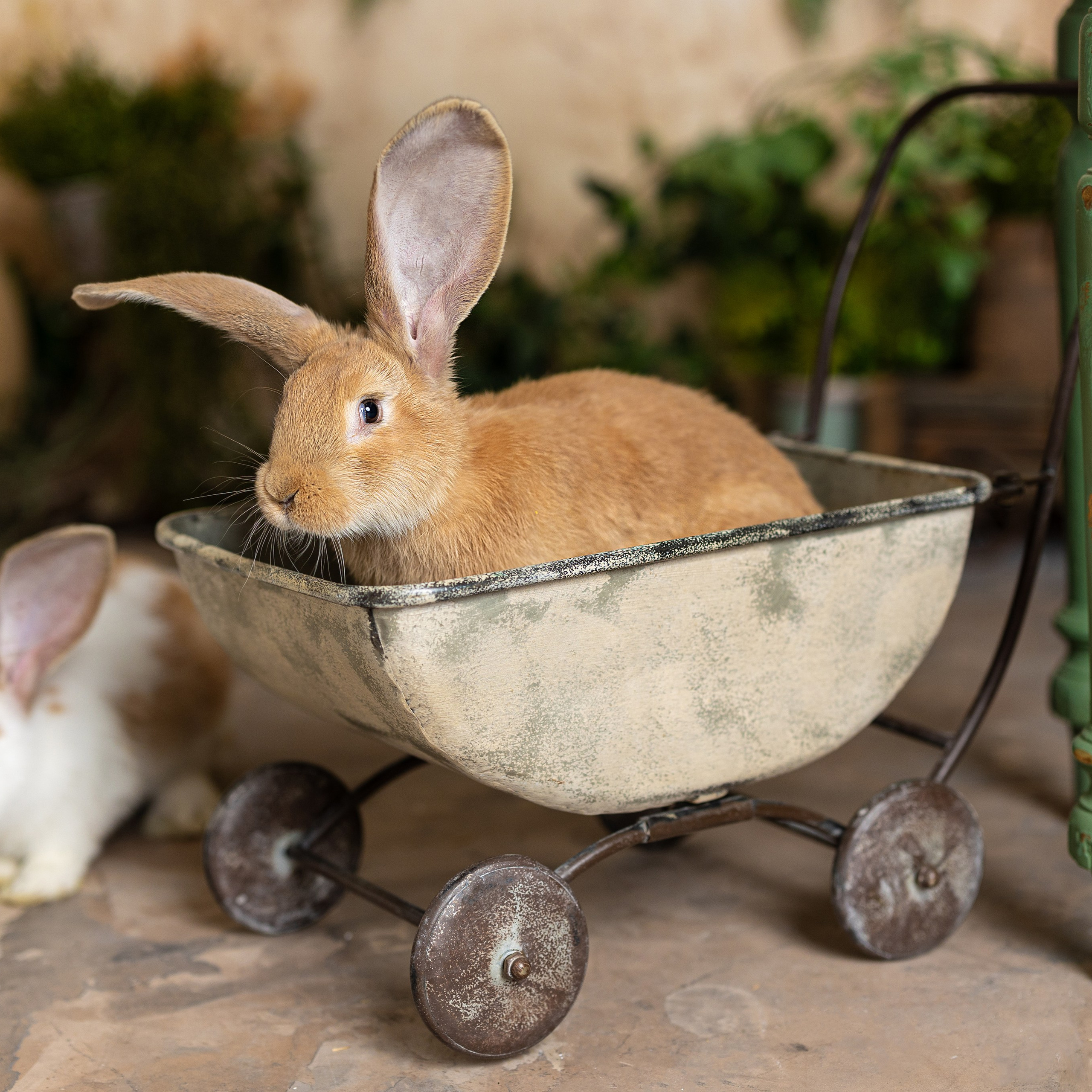 Великденска Фотосесия. If Sugar Photography — Детски и семеен фотограф в София, Студентски град