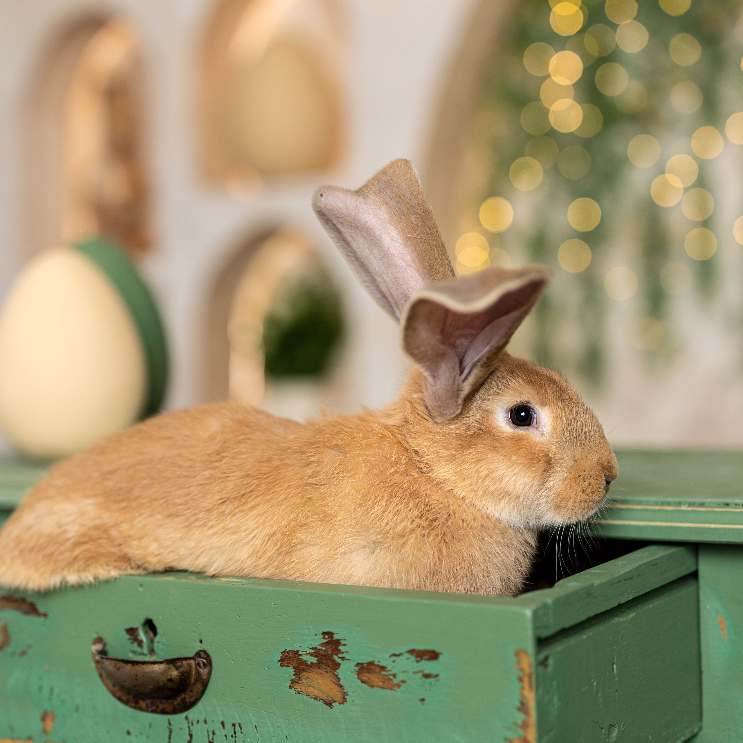 Великденска Фотосесия. If Sugar Photography — Детски и семеен фотограф в София, Студентски град