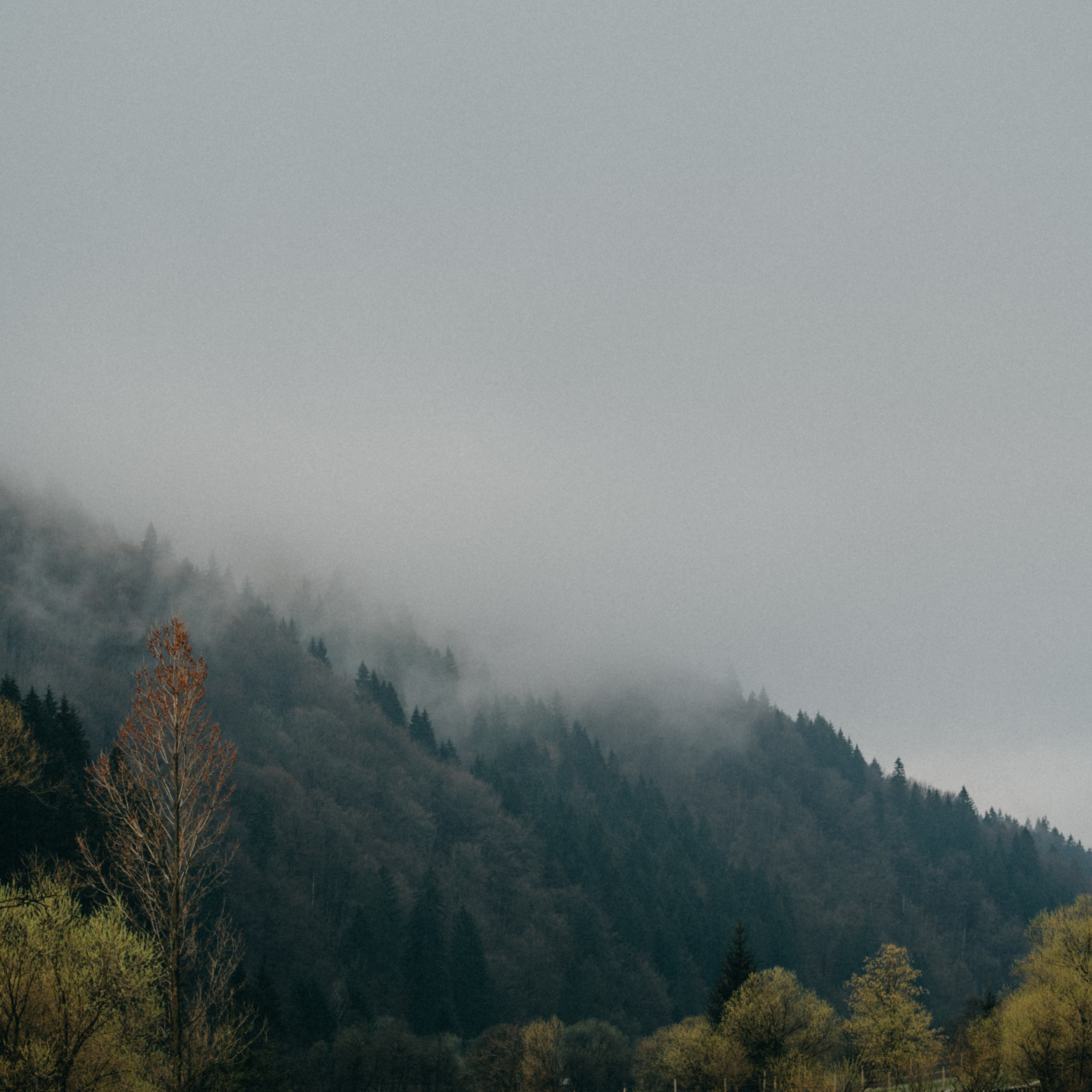 Анонси. NOVITSKIY.PHOTO Весільний і сімейний фотограф Новіцький Роман