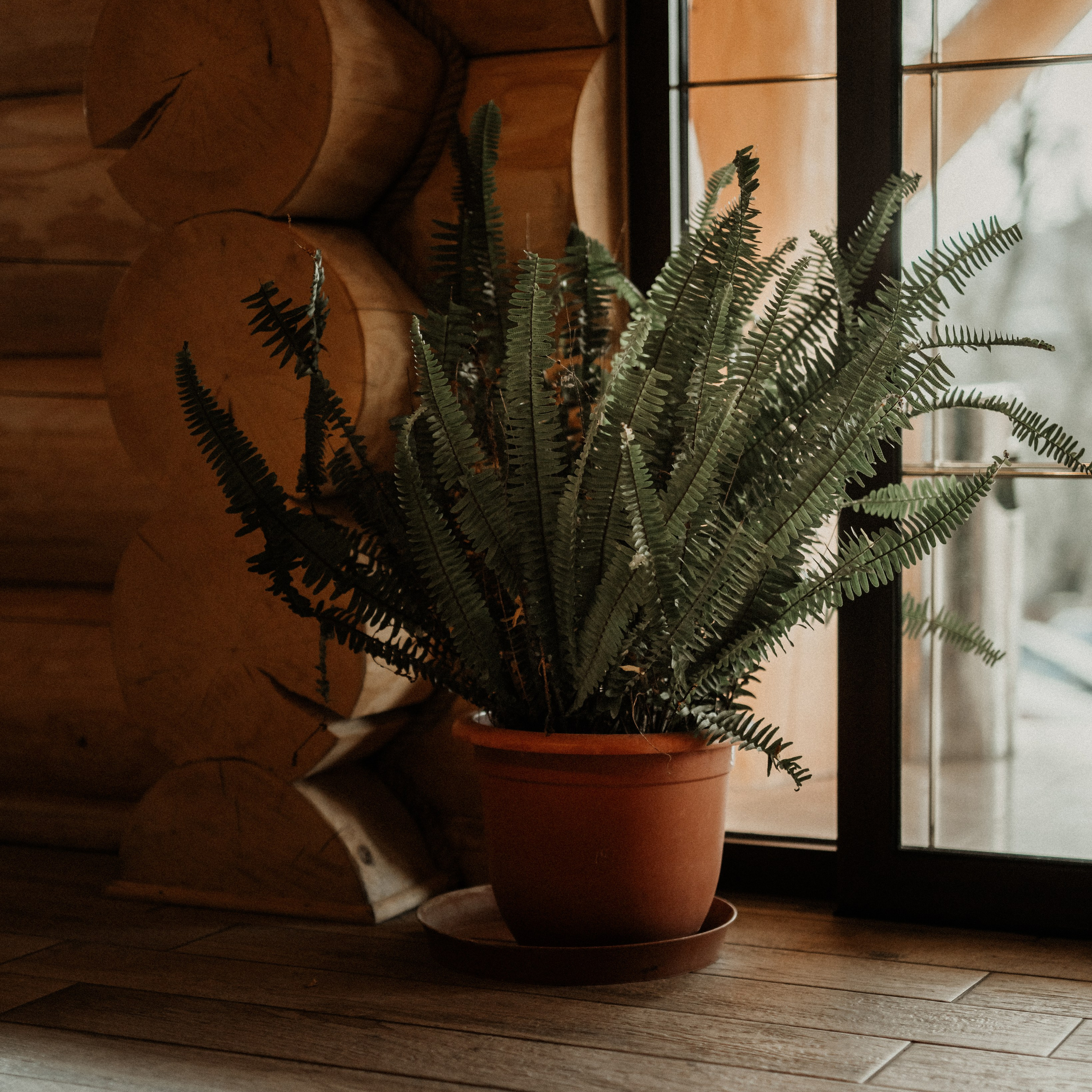 Descoperă Pensiunea Cheile-Oltetului prin Lentila mea