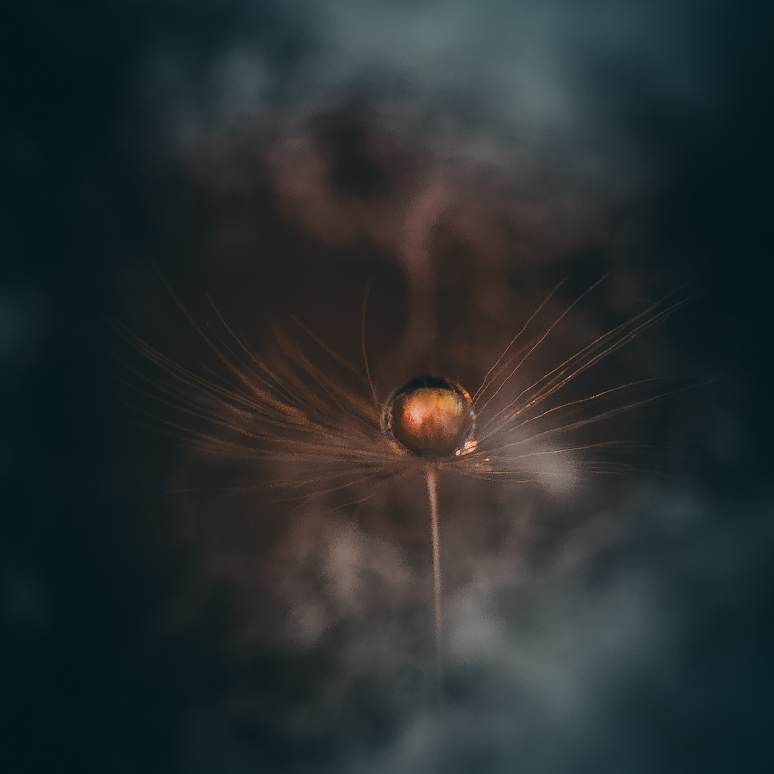 Creative Macro Photographer & Content Creator in Birmingham, UK — Lee Hall