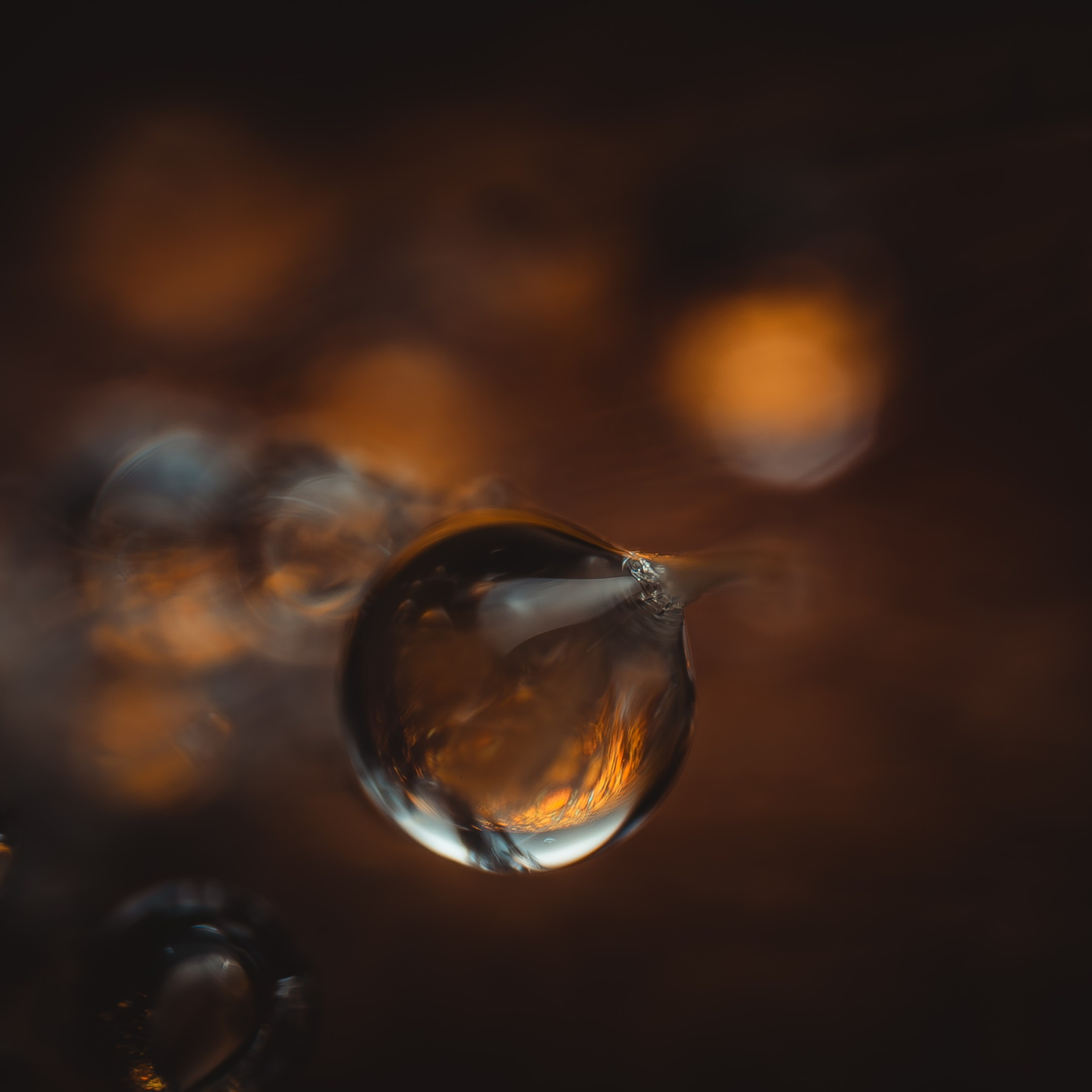 Creative Macro Photographer & Content Creator in Birmingham, UK — Lee Hall