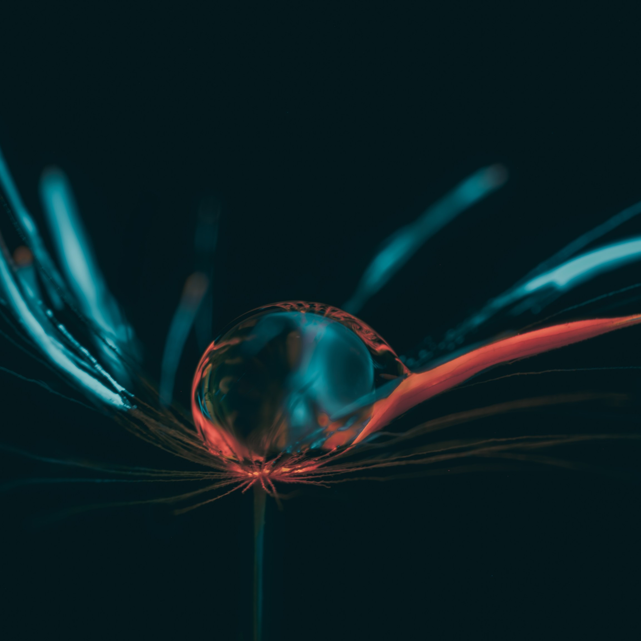 Creative Macro Photographer & Content Creator in Birmingham, UK — Lee Hall