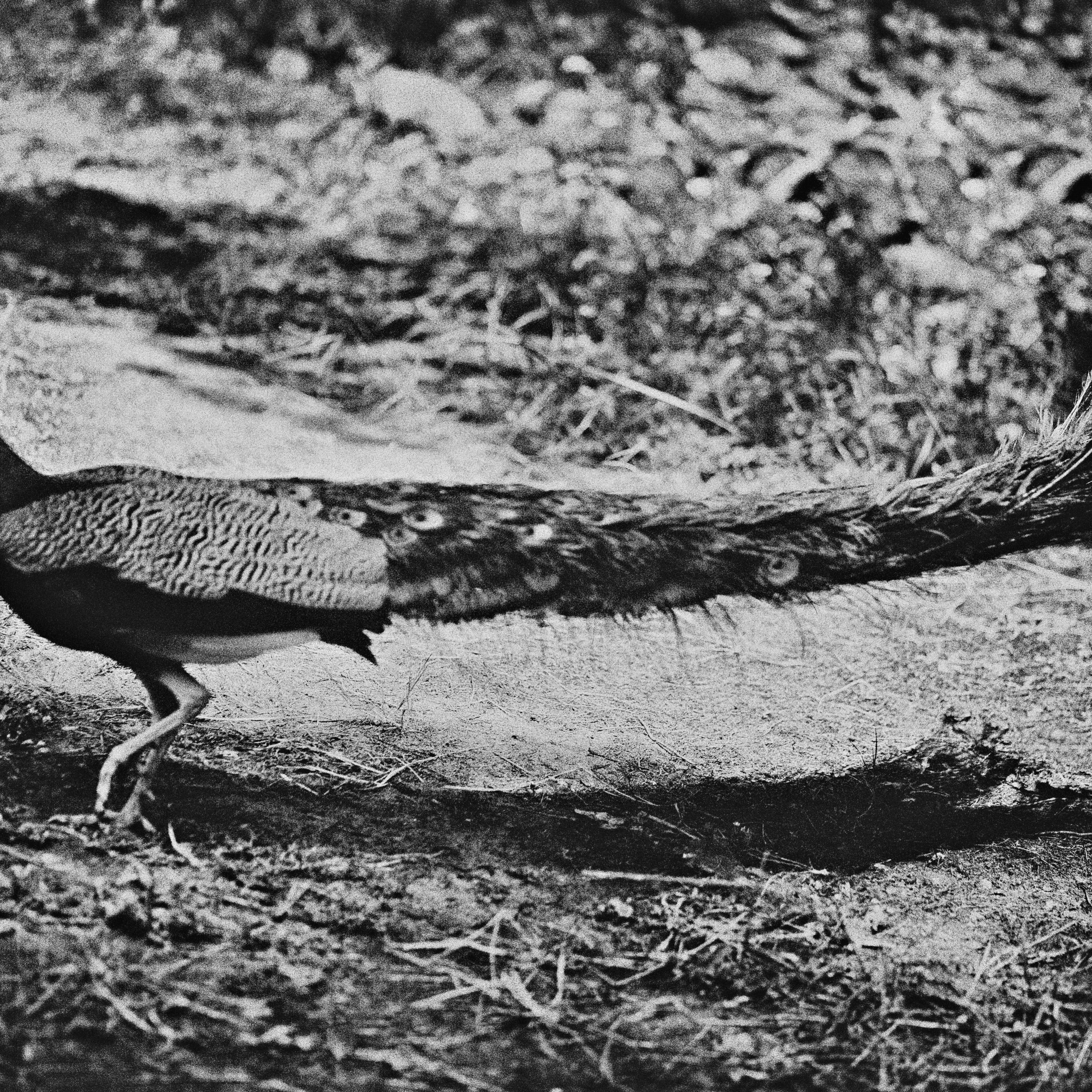 The Garden of Earthly Delights. Sveta Kaverina