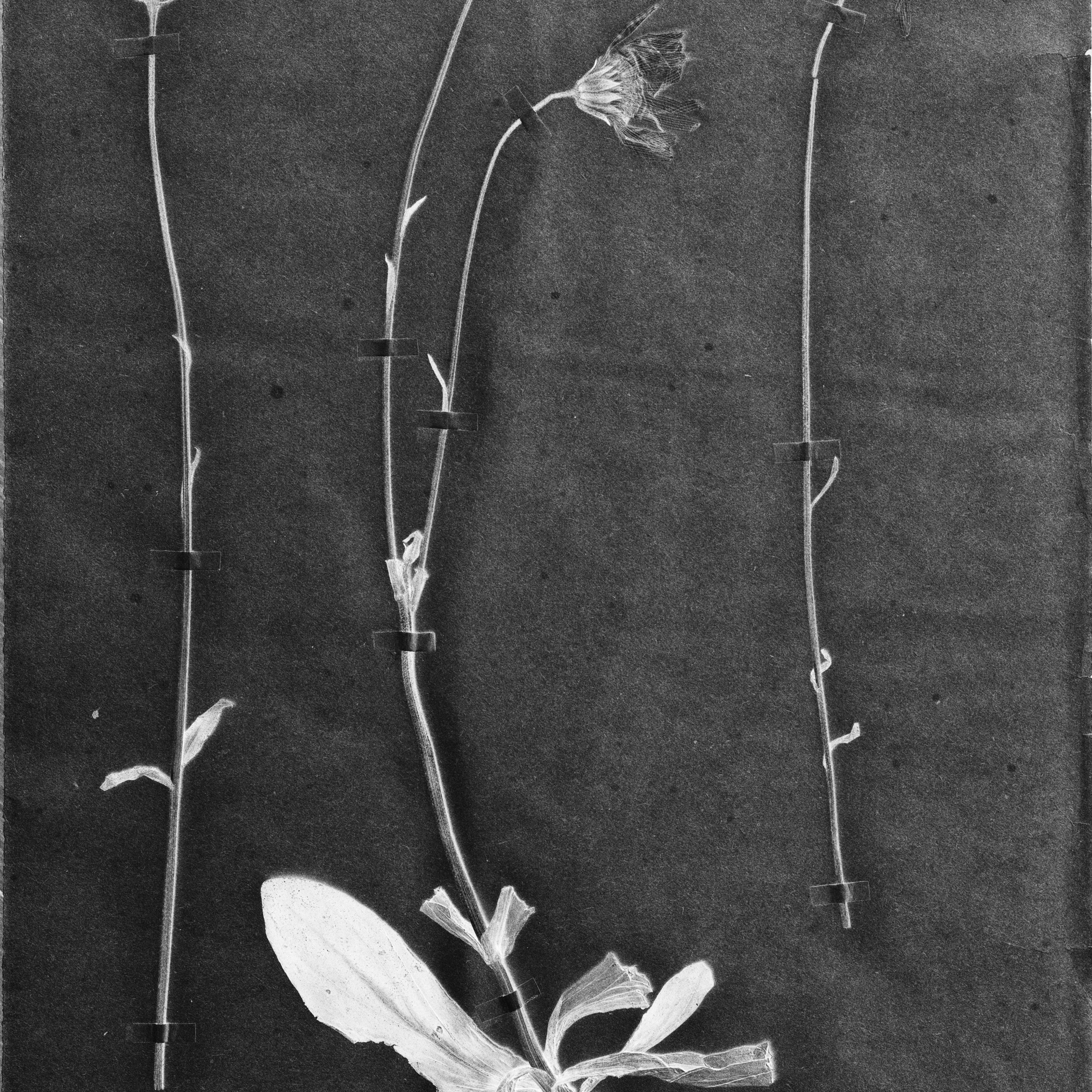 The Garden of Earthly Delights. Sveta Kaverina