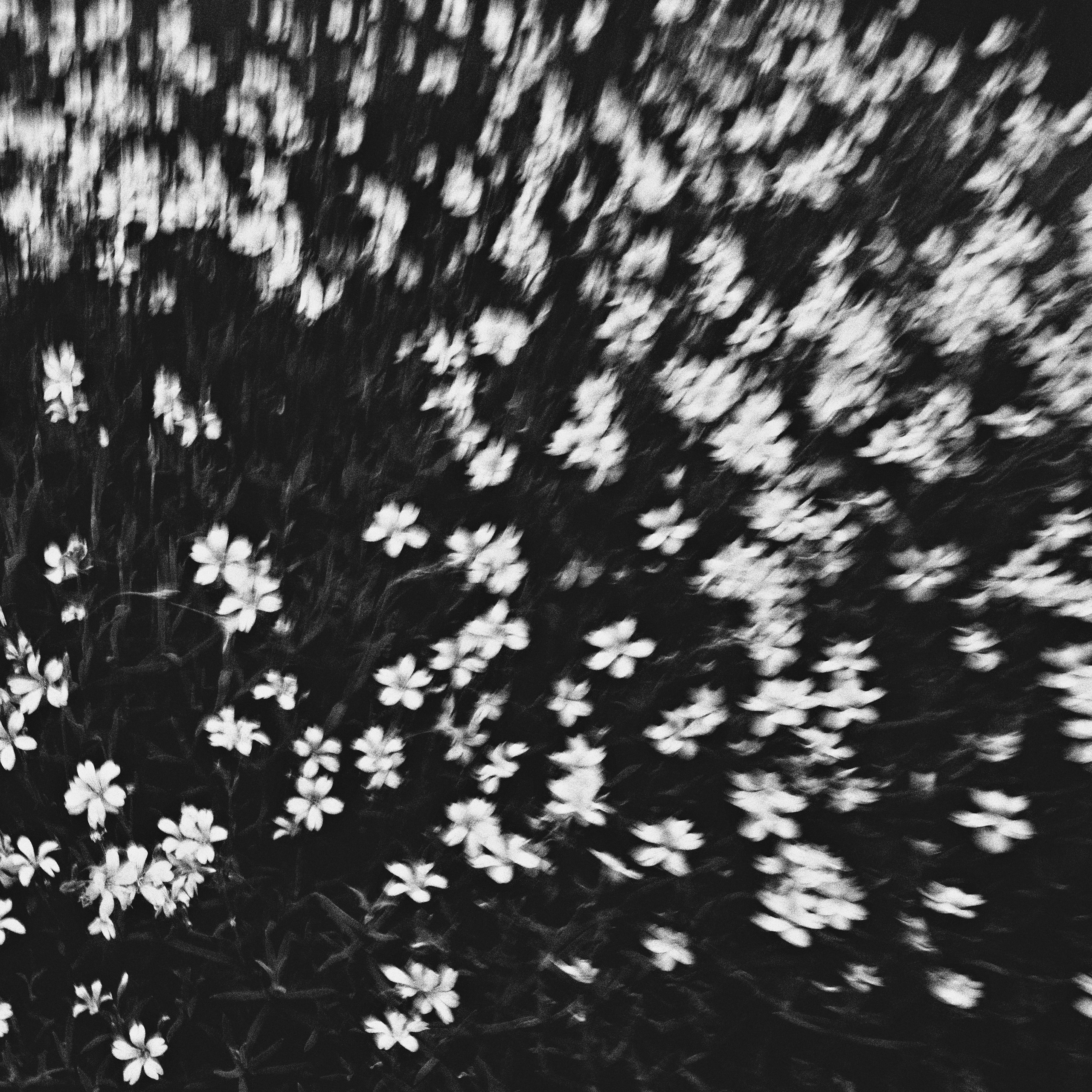 The Garden of Earthly Delights. Sveta Kaverina