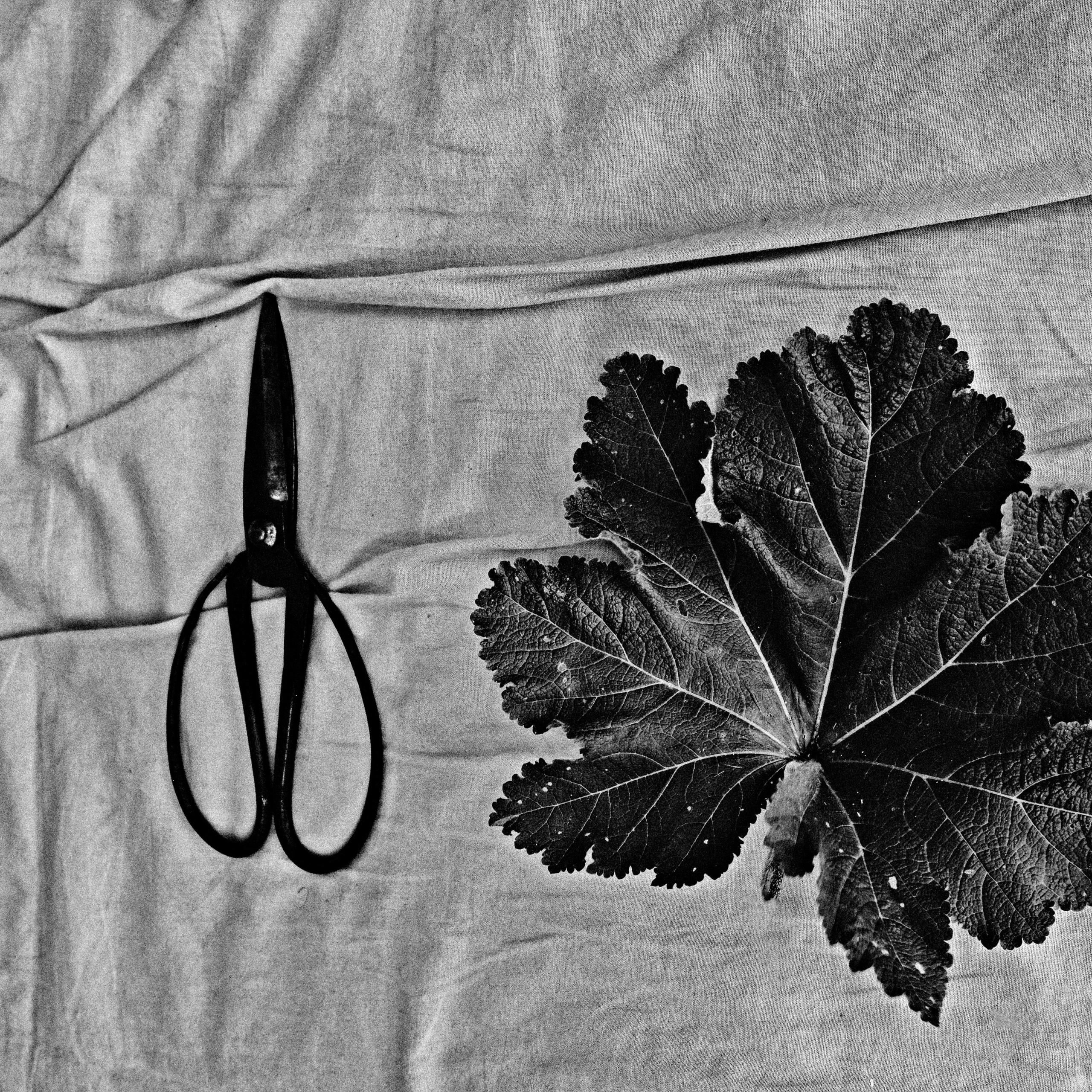 The Garden of Earthly Delights. Sveta Kaverina