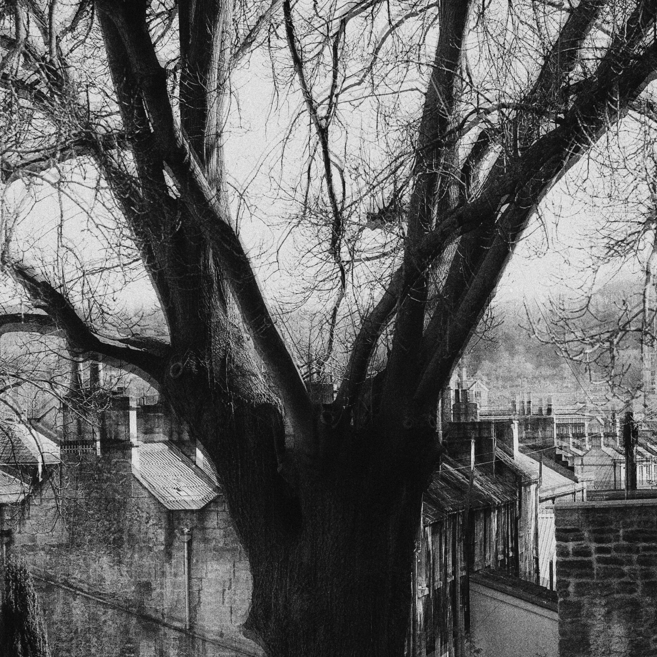 Муха в янтаре. Sveta Kaverina