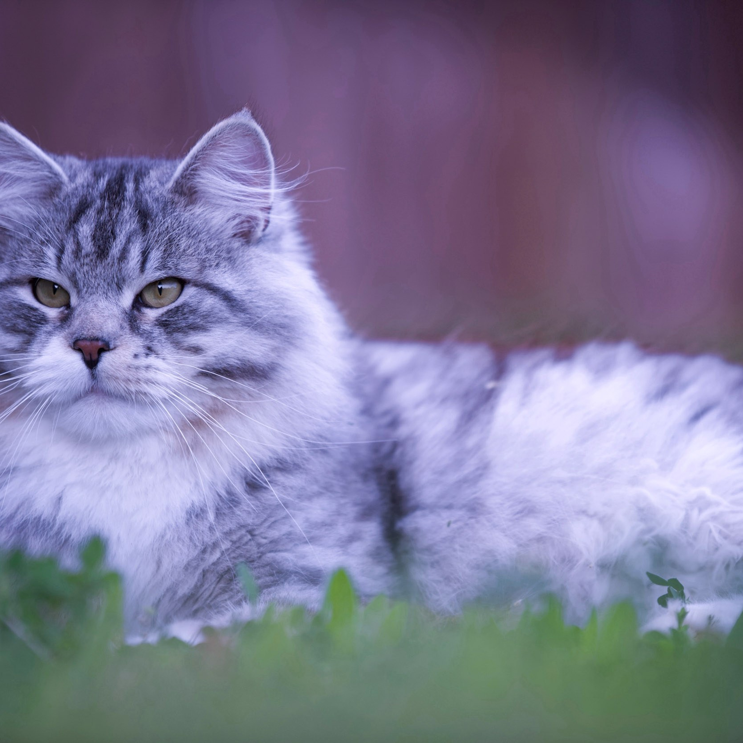 Astera Kasyan | Photo Album of Siberian Male Cat. Astera Siberians |Hypoallergenic Kittens