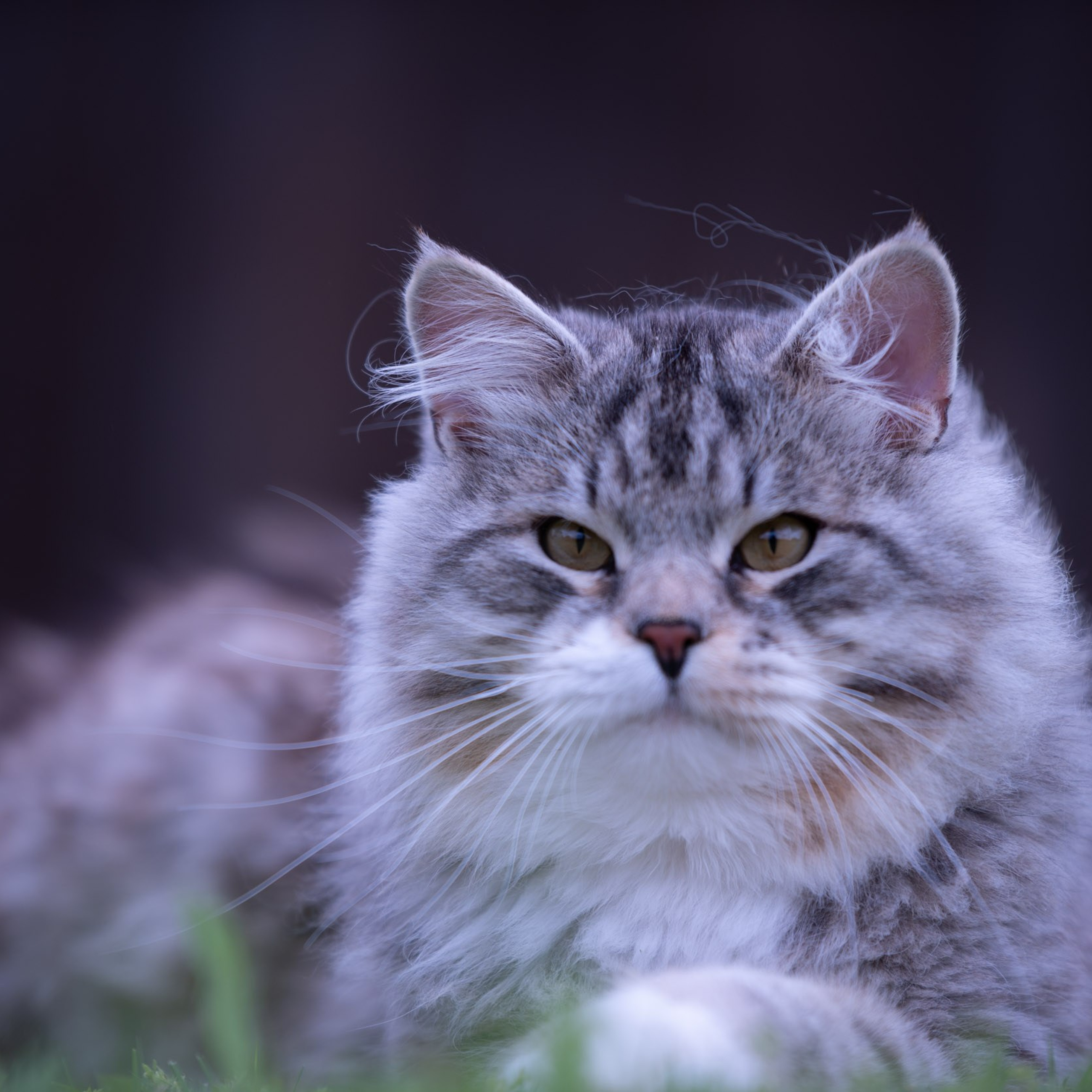 Astera Kasyan | Photo Album of Siberian Male Cat. Astera Siberians |Hypoallergenic Kittens