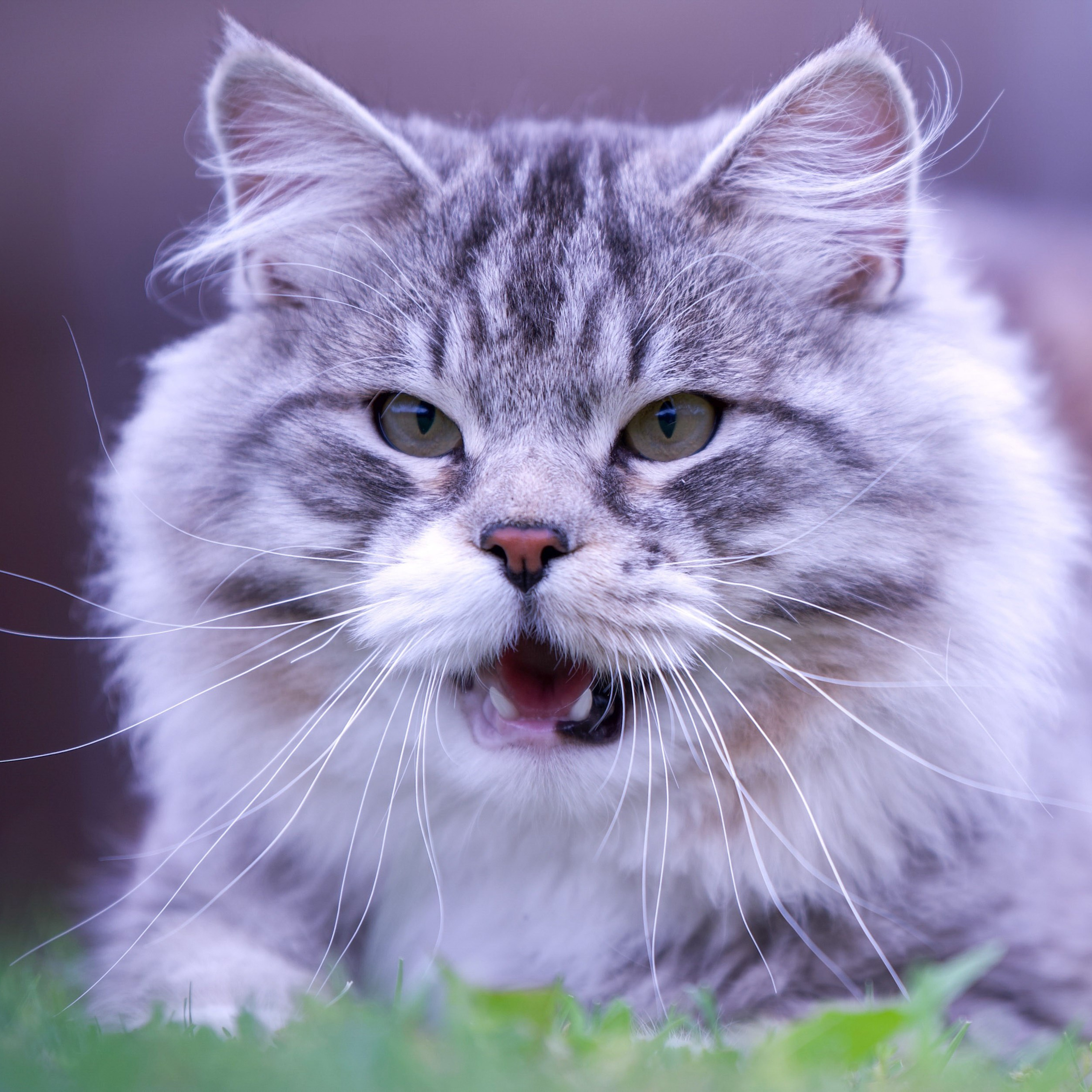 Astera Kasyan | Photo Album of Siberian Male Cat. Astera Siberians |Hypoallergenic Kittens