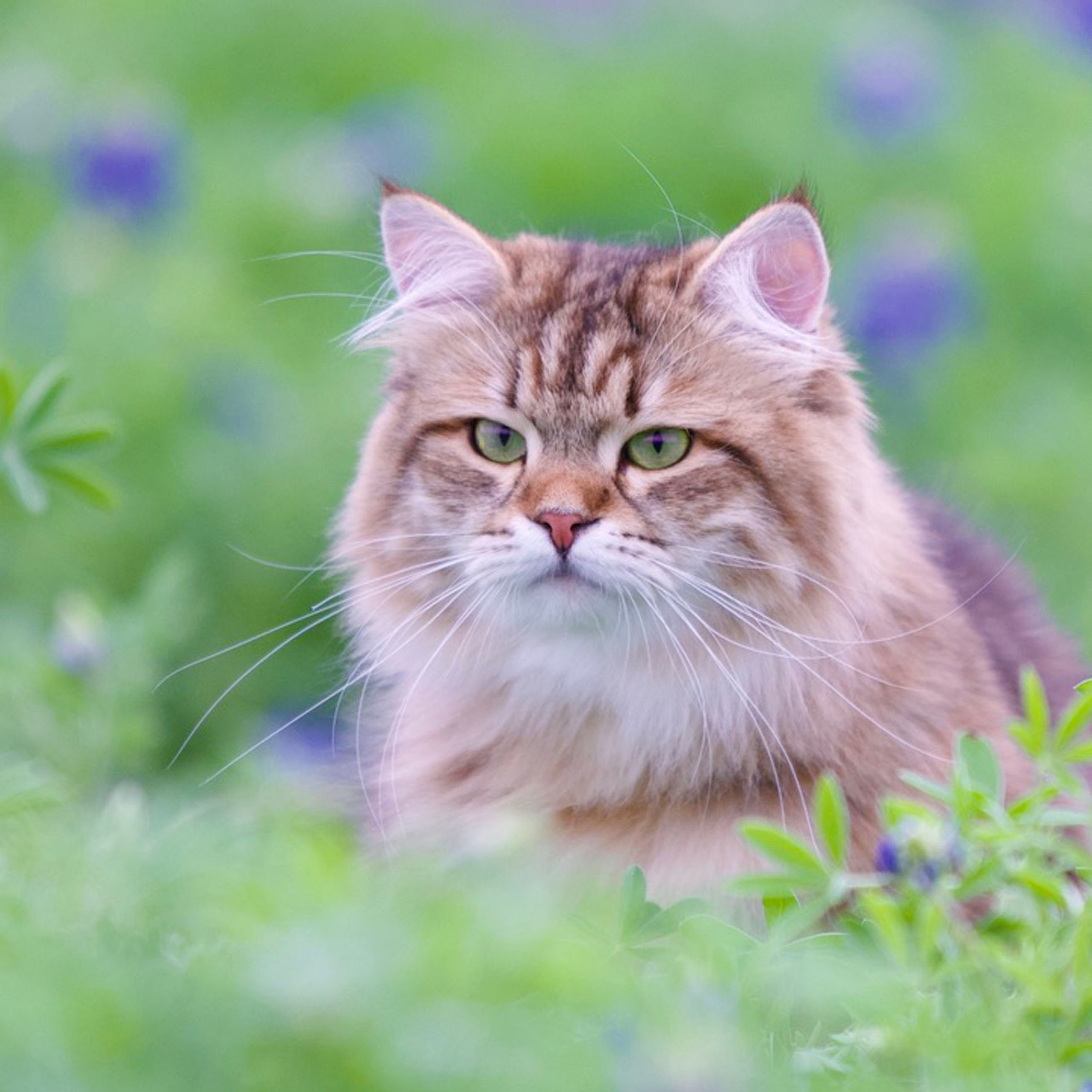 Majestic brown tabby Siberian cat sitting among Texas blue bonnets - hypoallergenic beauty with natural charm