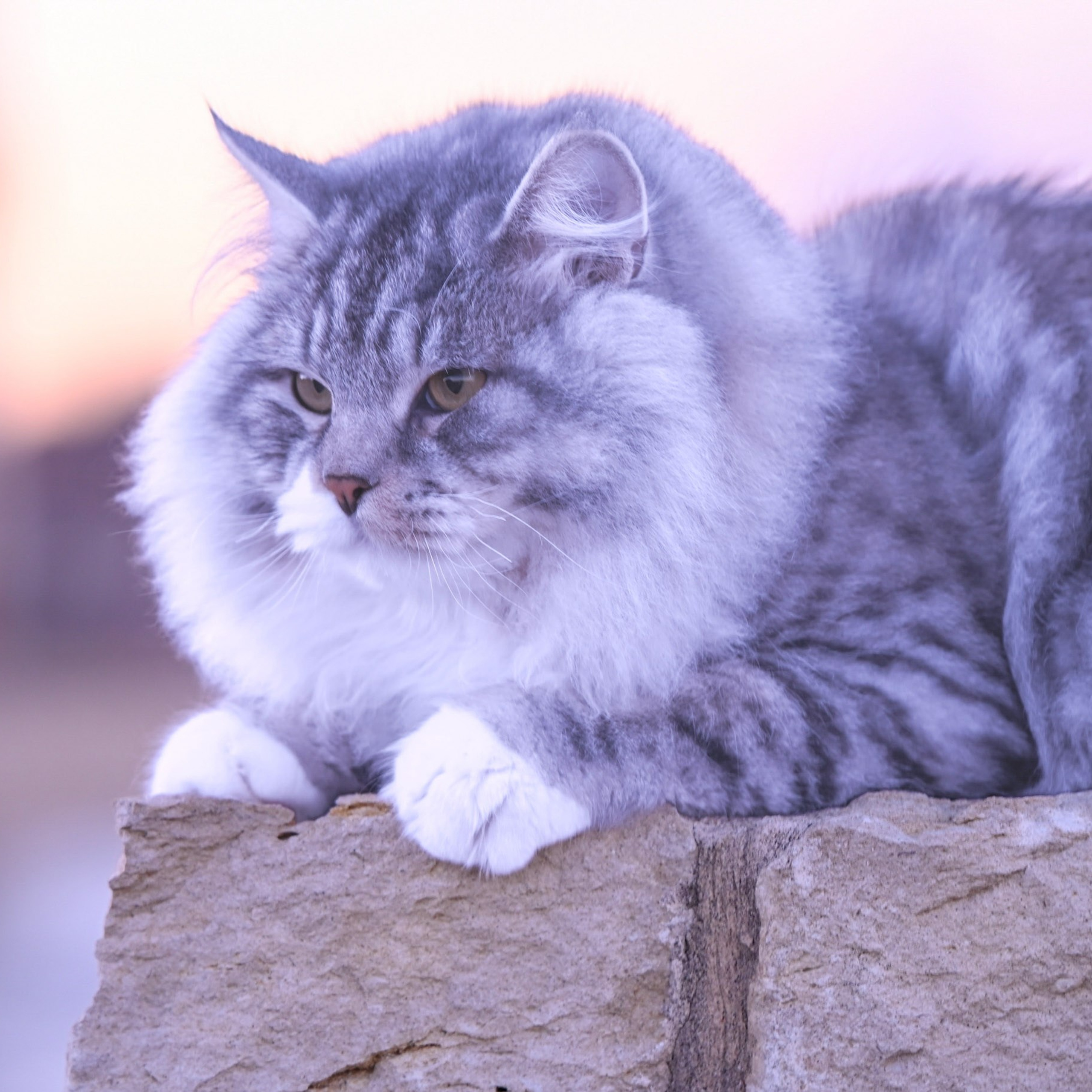 Astera Kasyan | Photo Album of Siberian Male Cat. Astera Siberians |Hypoallergenic Kittens